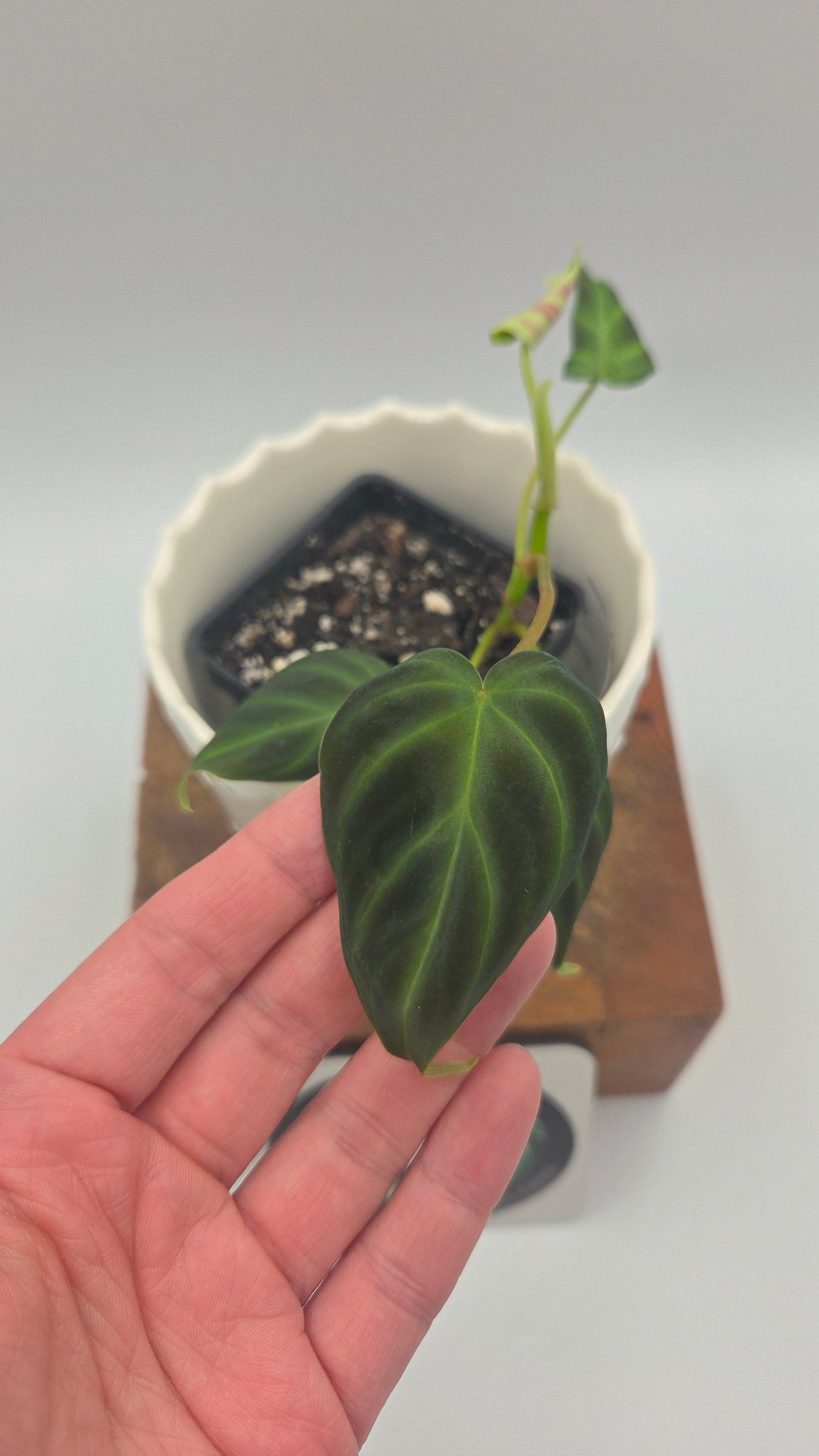 Philodendron Verrucosum Glow (PHI-1033)