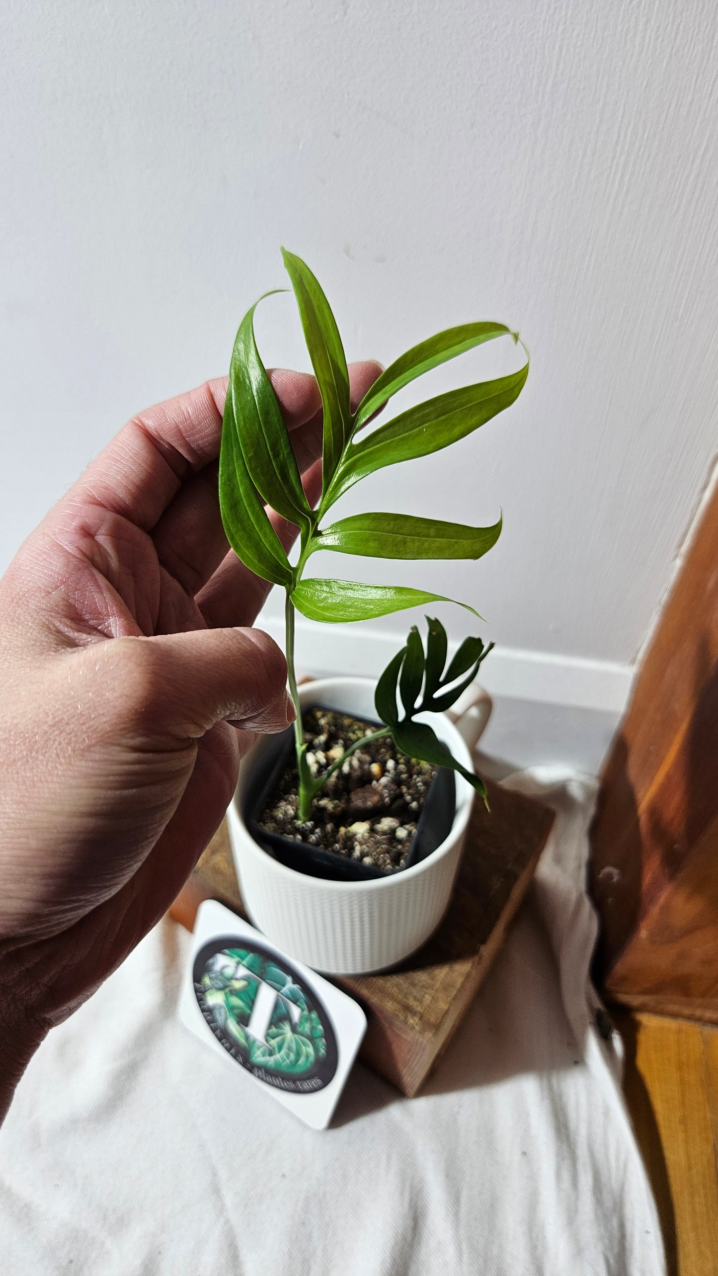 Monstera Subpinnata (MON-483)