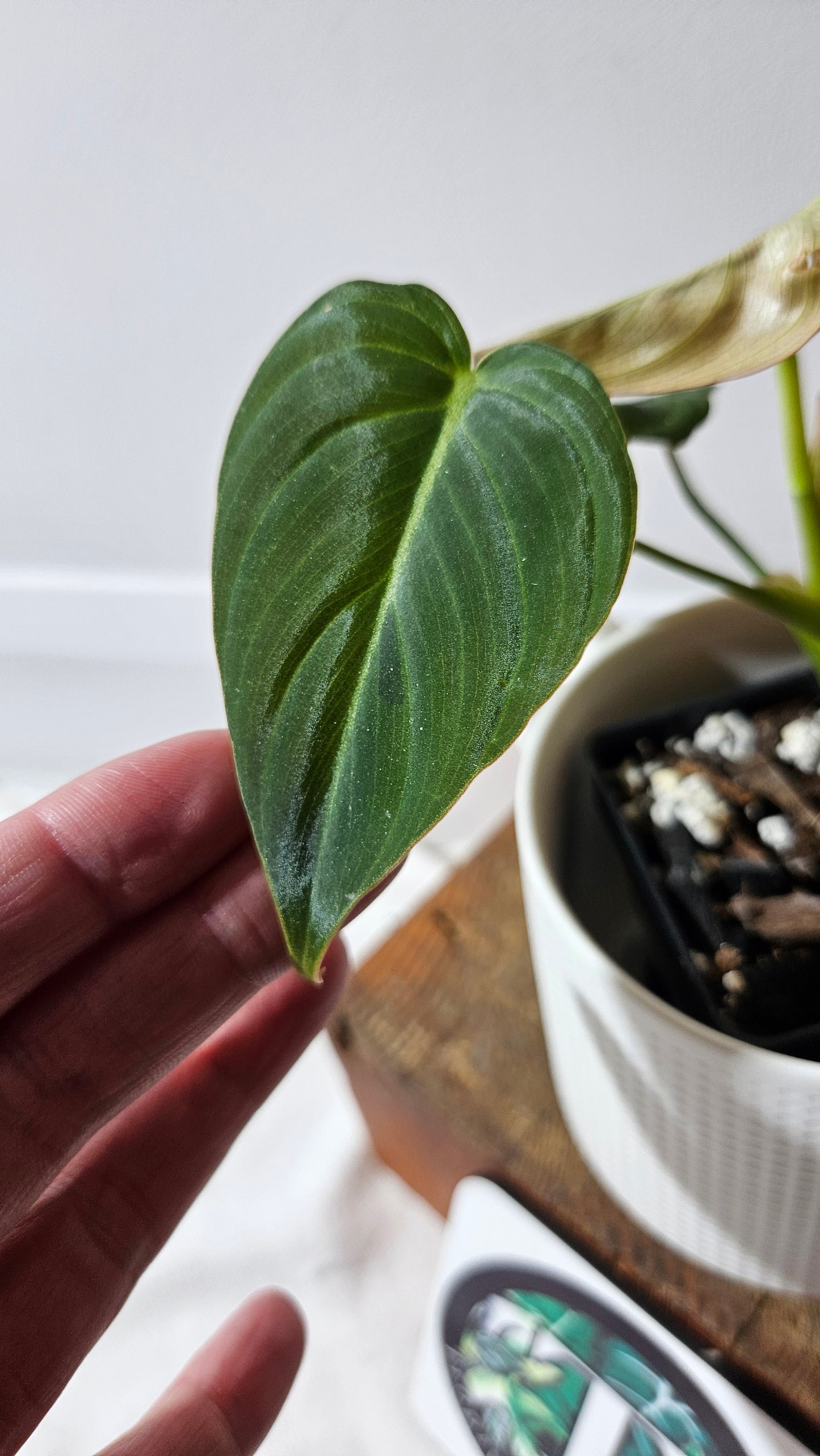 Philodendron Glorious (PHI-949)