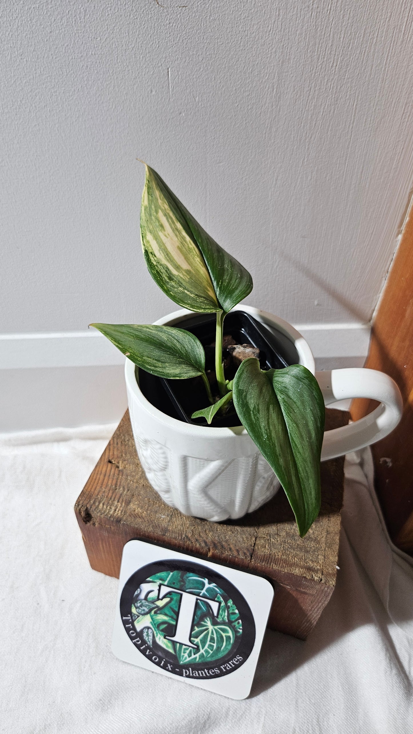Scindapsus Rubicon (SCI-1110)