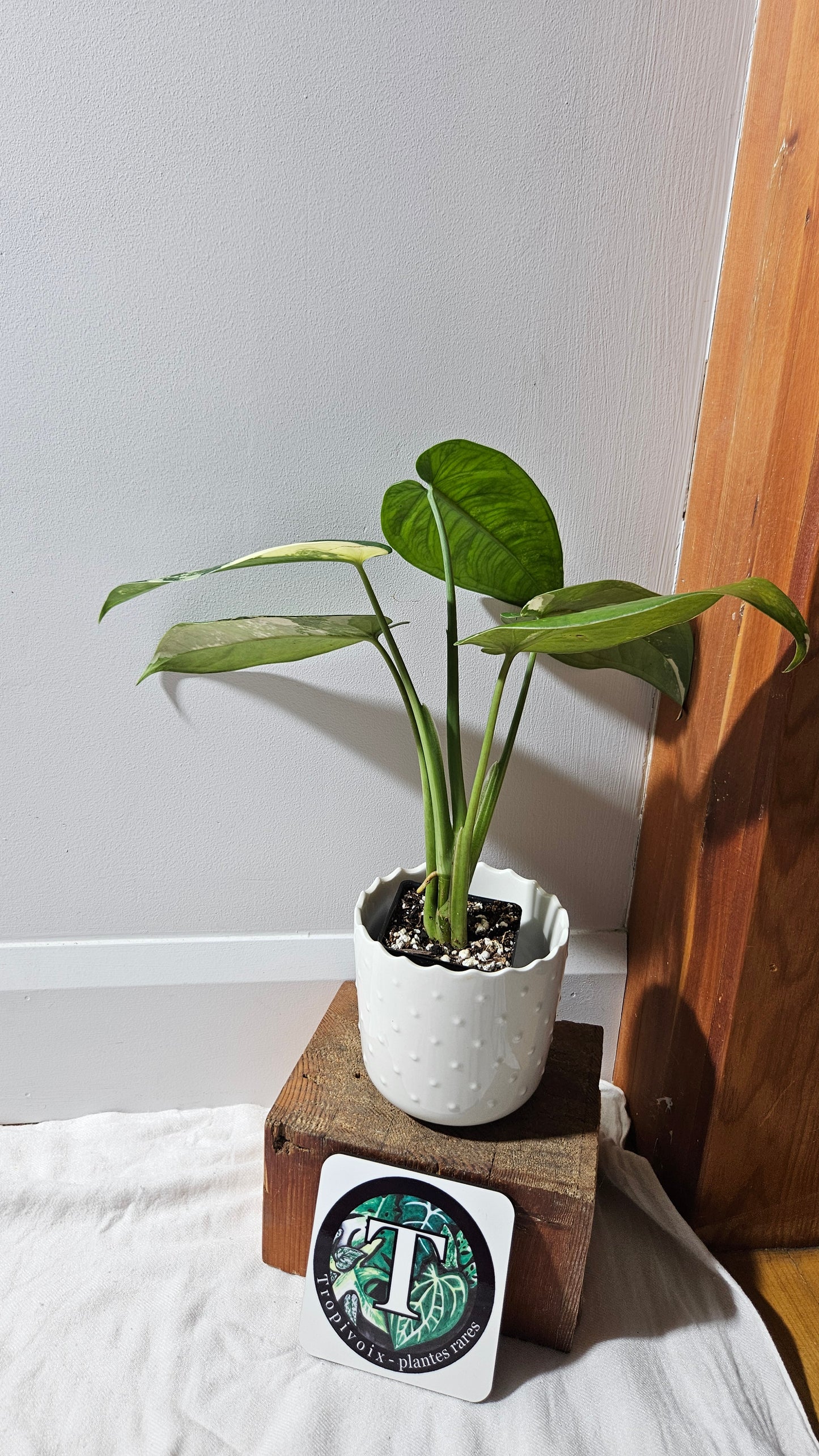 Syngonium Chiapense Albo (SYN-460)