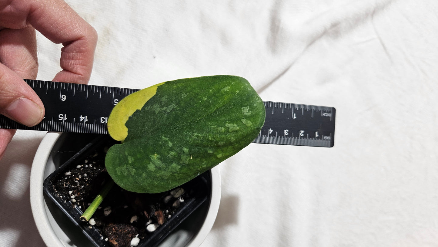 Scindapsus Swarnabhumi  (SCI-1083)