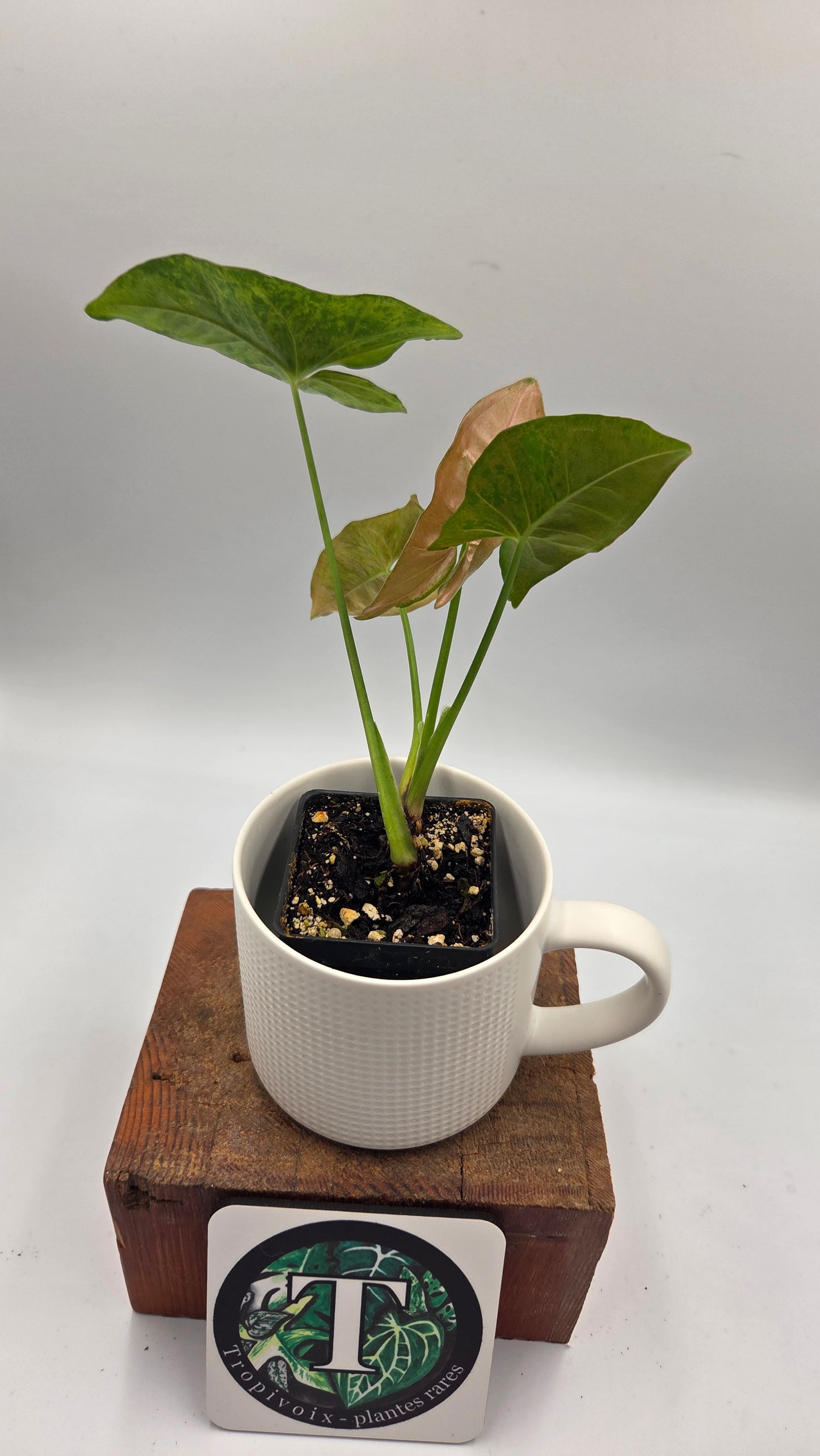 Syngonium Pink Flecked (SYN-519)