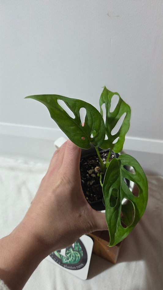 Monstera Obliqua Aff Tena (MON-512)