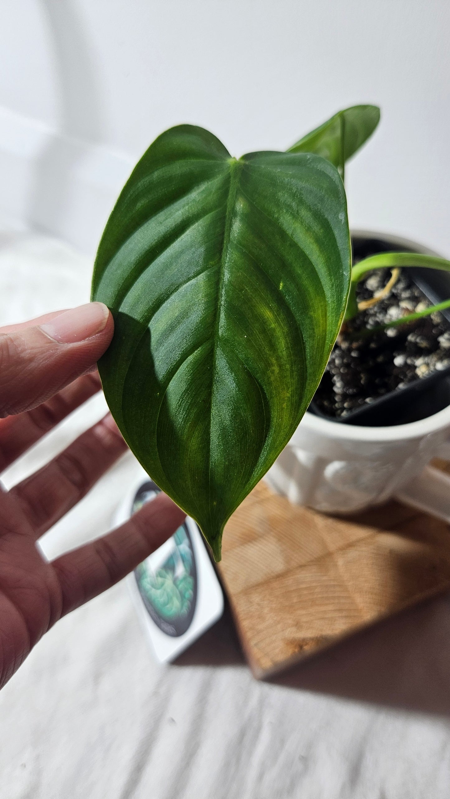 Philodendron Sharoniae (PHI-651)