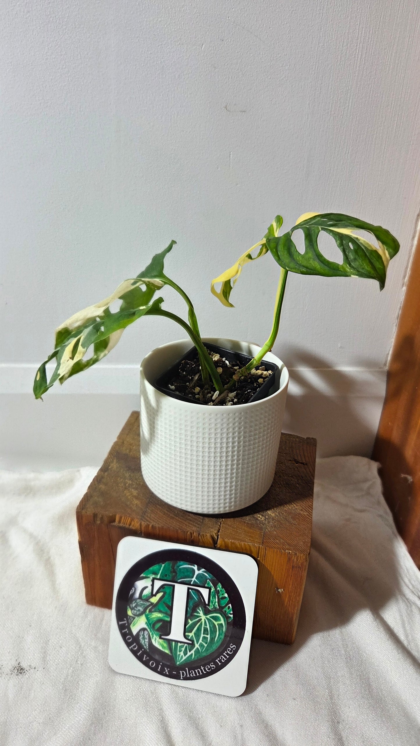 Monstera Andasonii Tricolore (MON-509)