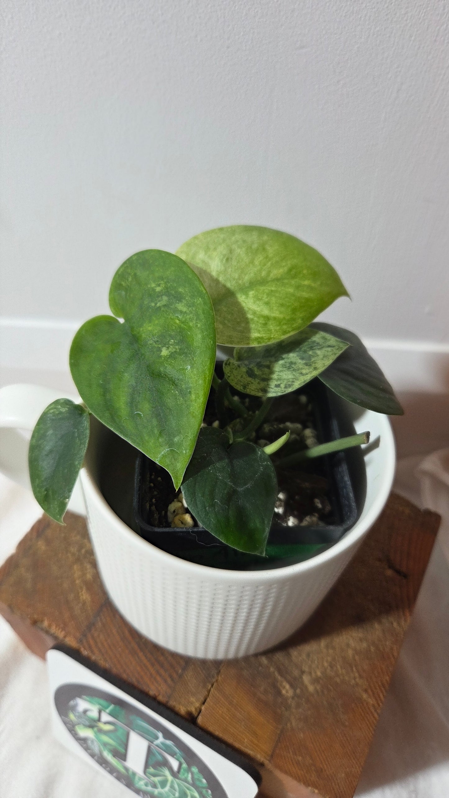 Scindapsus Silver Satin albo (SCI-1413)