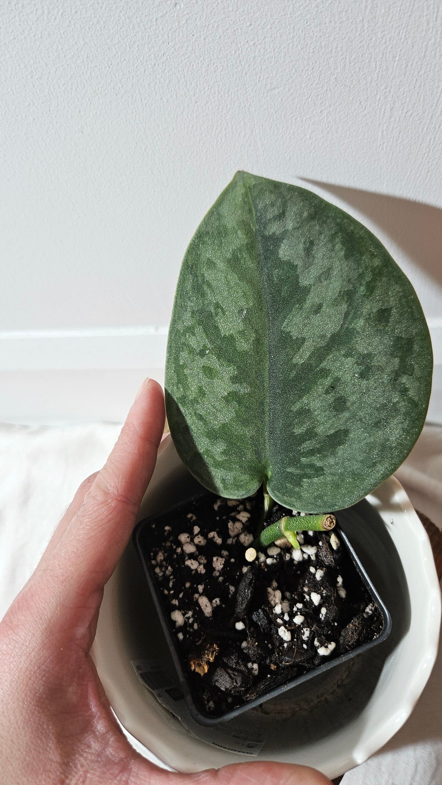 Scindapsus Venom (SCI-1018)