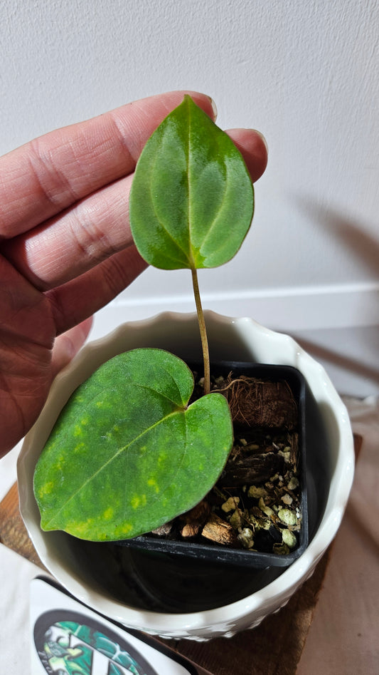 Anthurium Dark Phoenix X Panama "format PETIT" (ANT-491)