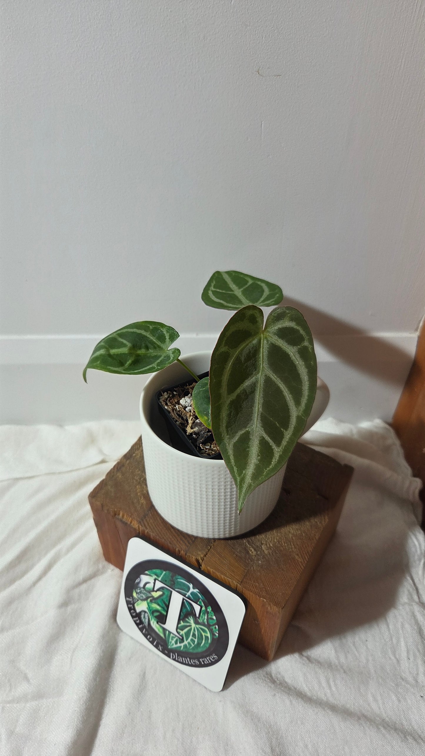 Anthurium Magnificum Radiante "format PETIT"(ANT-647)