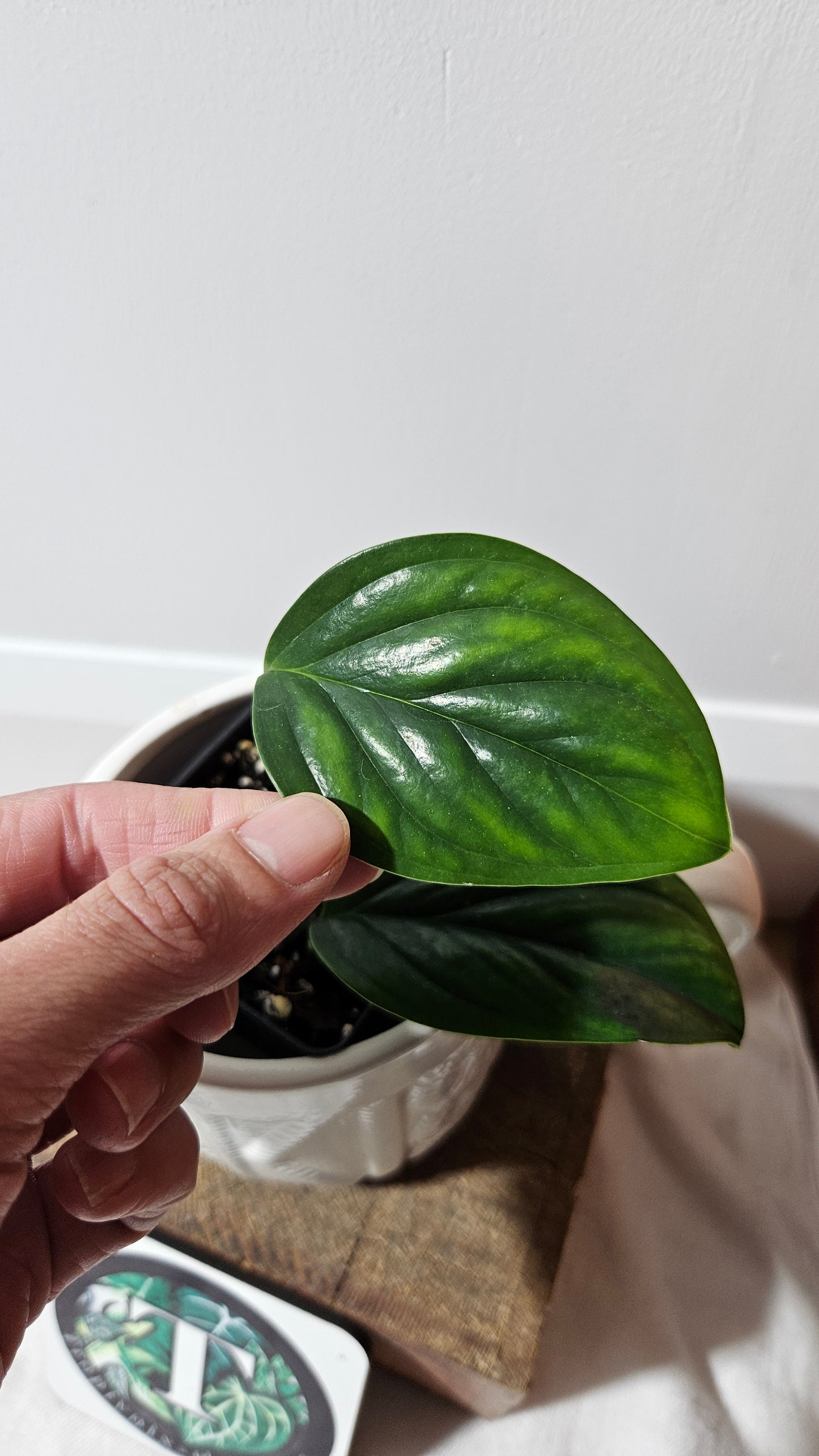 Monstera Epipremnoides aff (MON-193)