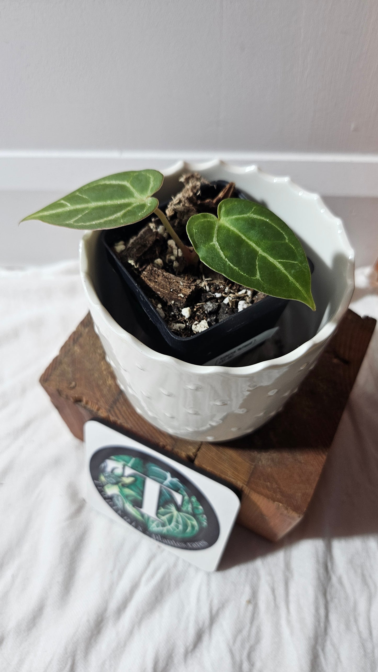 Anthurium Hoffmanii "format SEEDLING" (ANT-587)