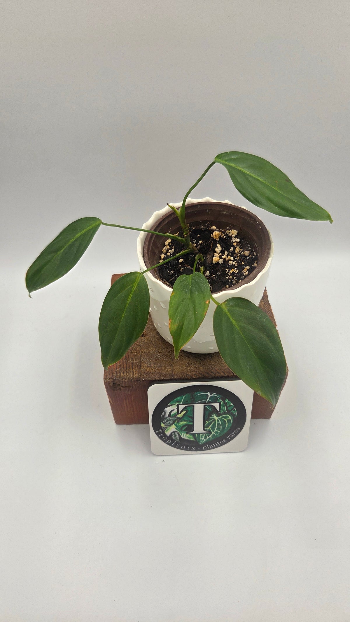 Philodendron Angel (PHI-1091)