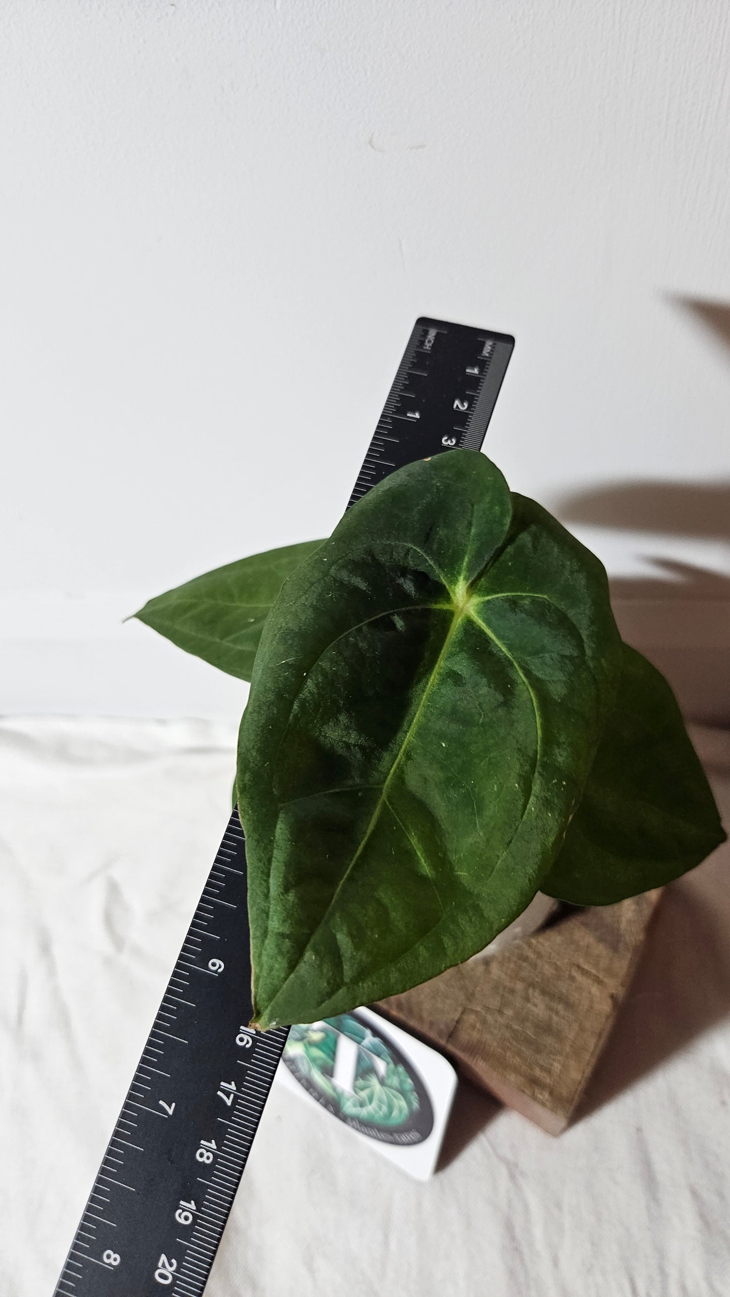 Anthurium Goliath "format MOYEN" (ANT-256)