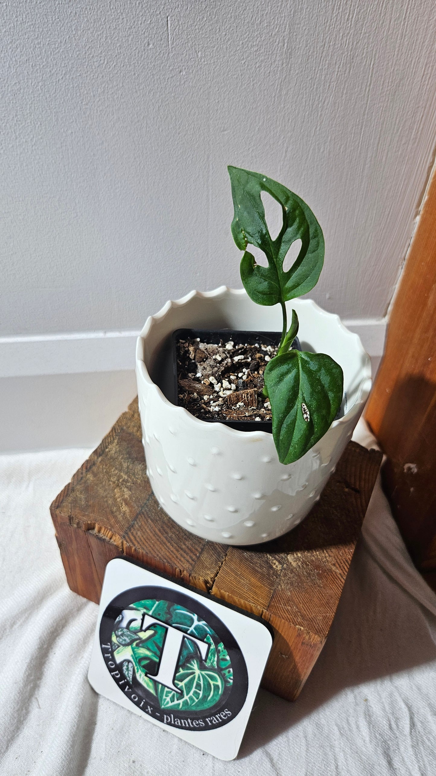 Monstera Obliqua aff La Bonita (MON-352)