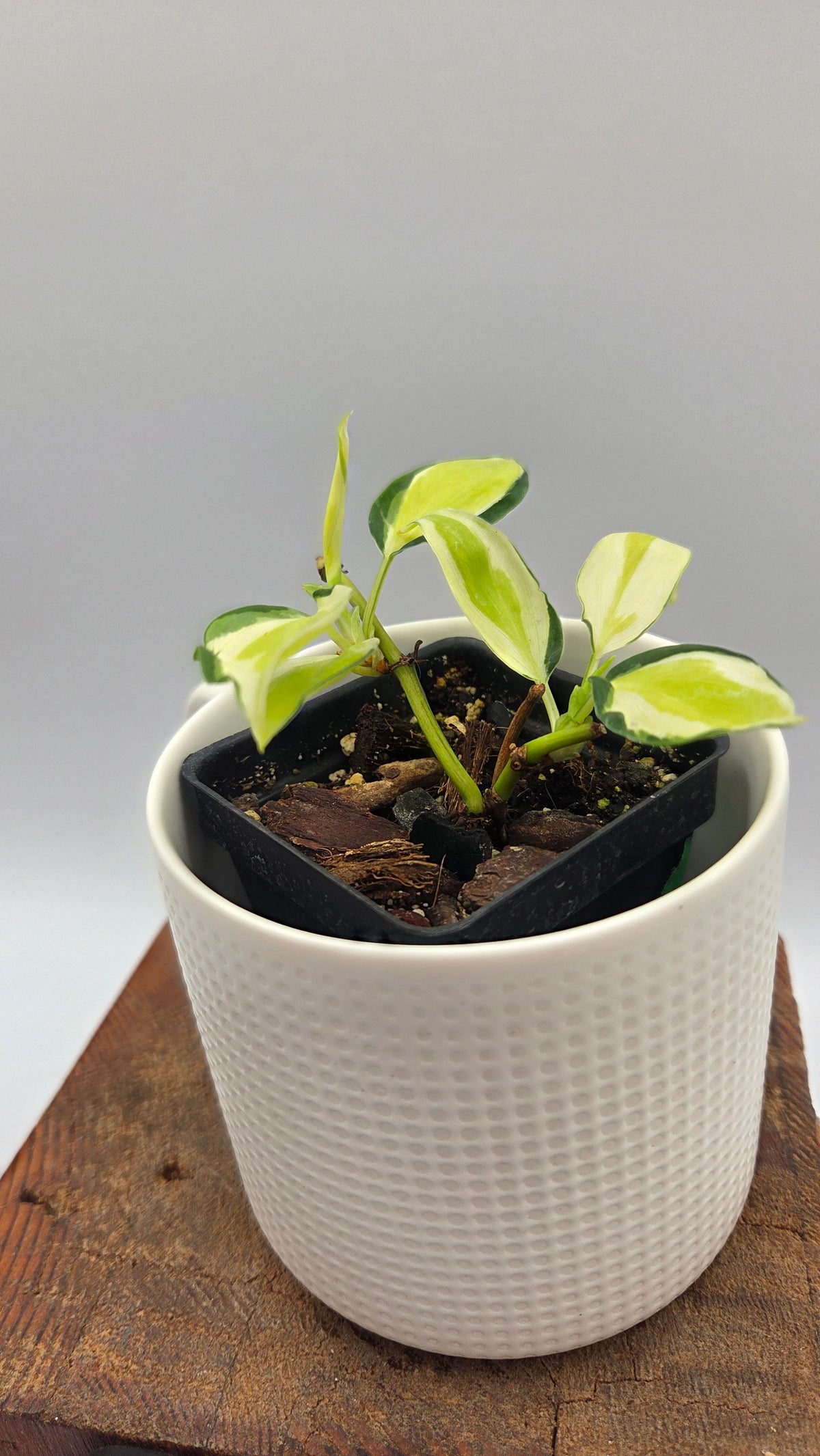 Philodendron Hederaceum Cream Splash (PHI-1101)