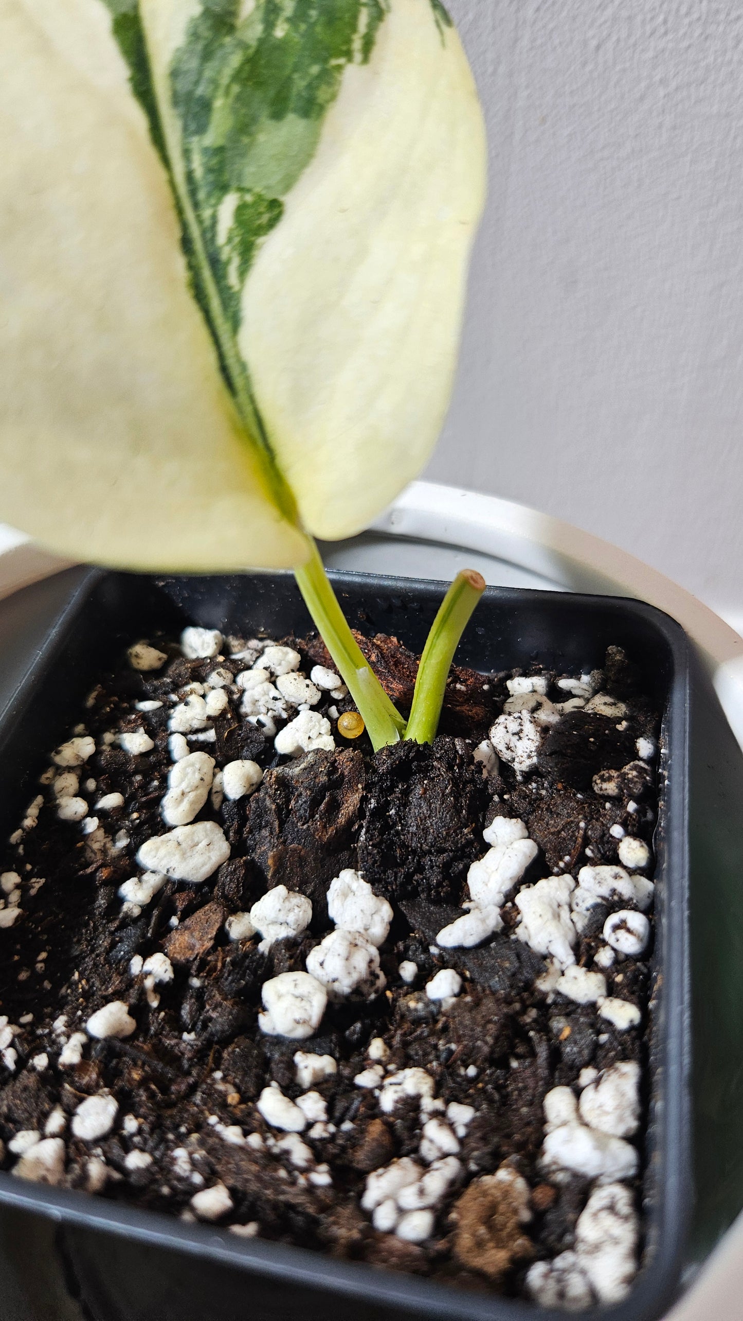 Scindapsus Silver Tattoo Variegata (SCI-1152)