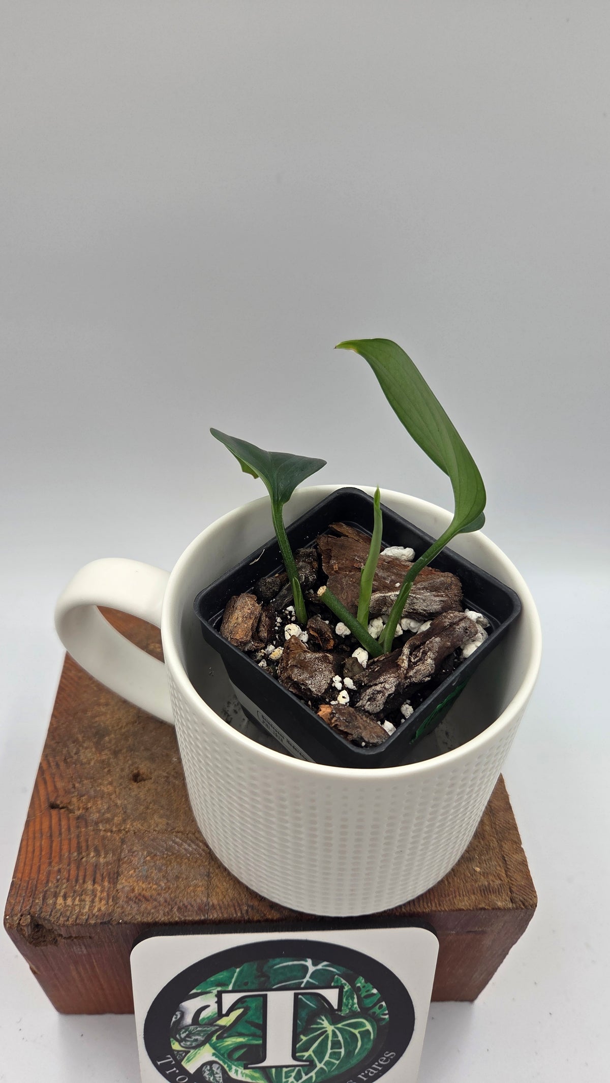 Scindapsus Hederaceus Blue  (SCI-1513)