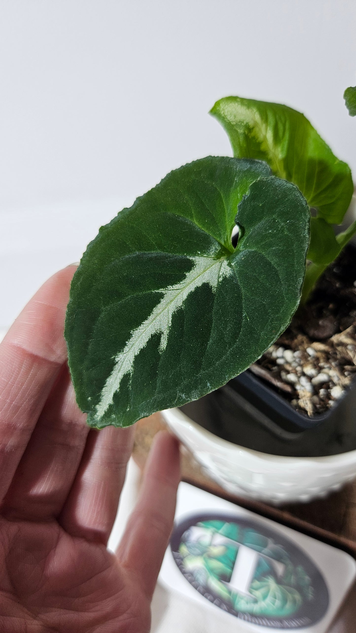 Syngonium Wendlandii "Southern Star"(SYN-317)