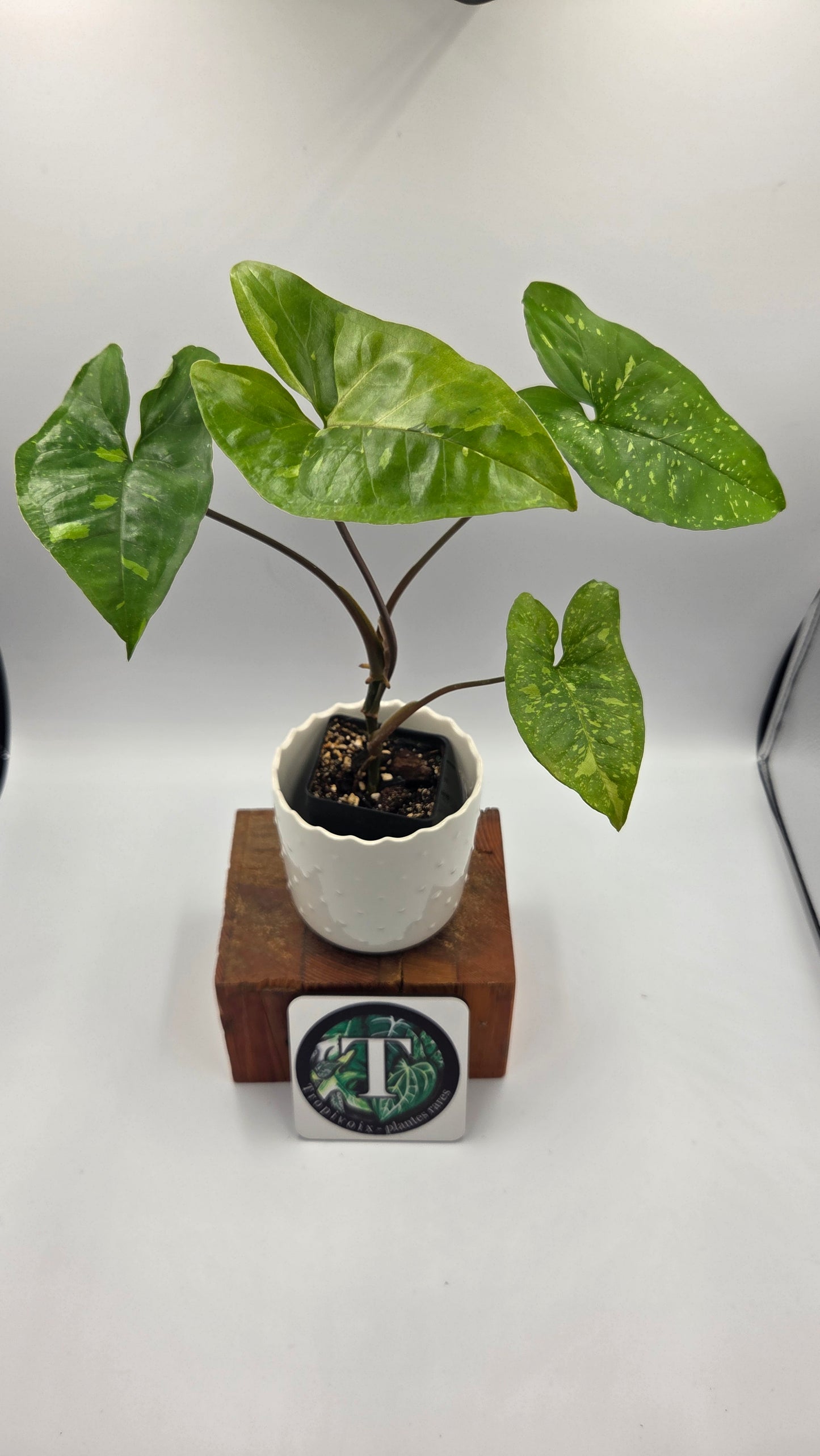 Syngonium Panda/Indo (SYN-502)