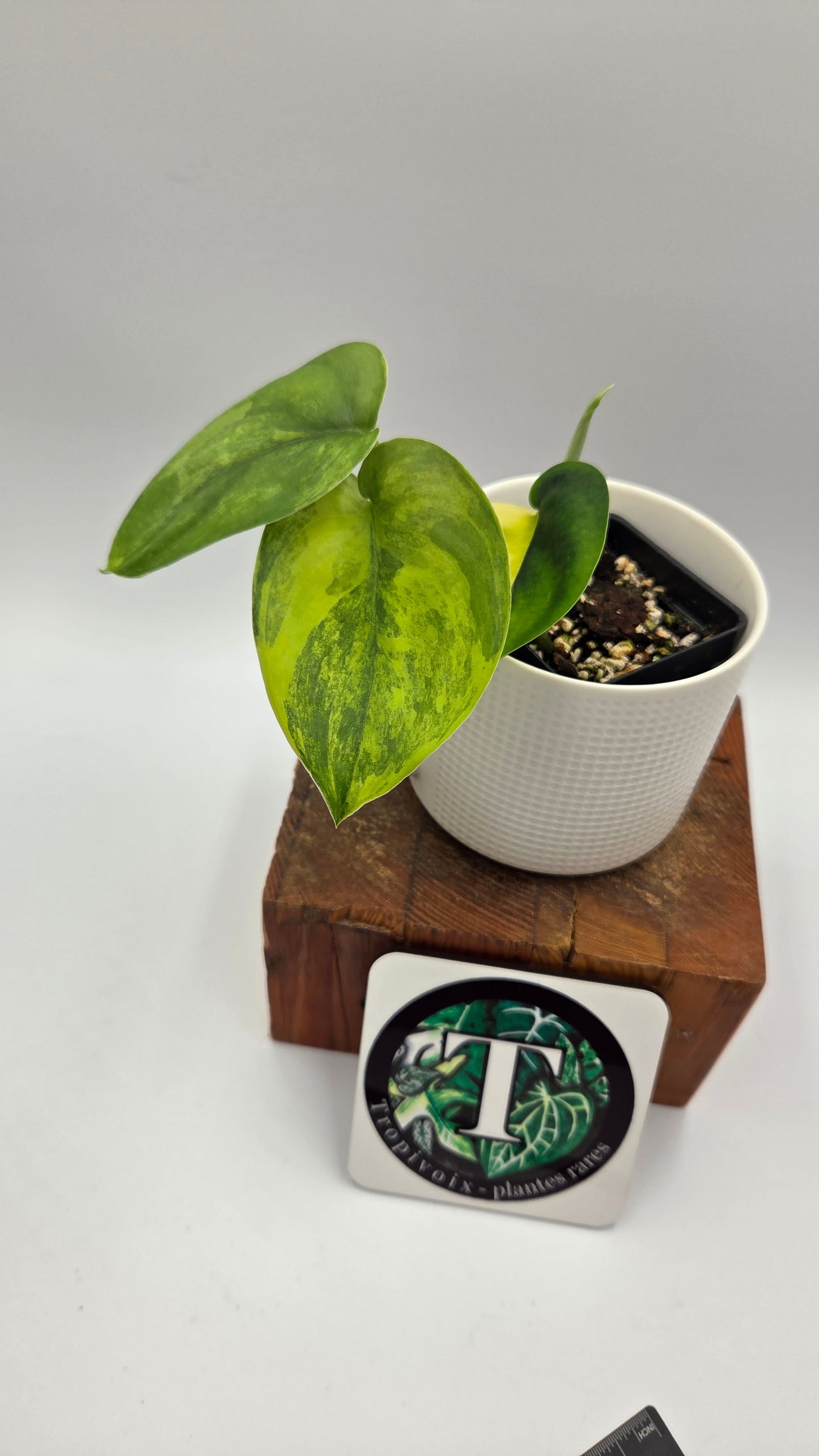 Scindapsus Jade Satin Aurea (SCI-1439)