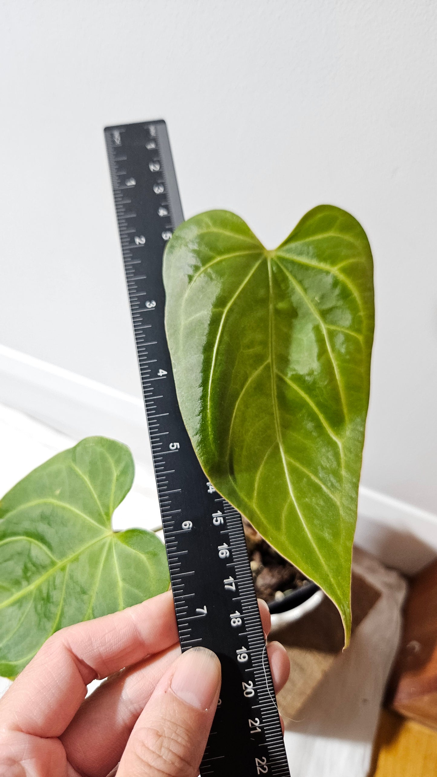 Anthurium Magnificum X AOS Ecuador "MEDIUM format" (ANT-222)