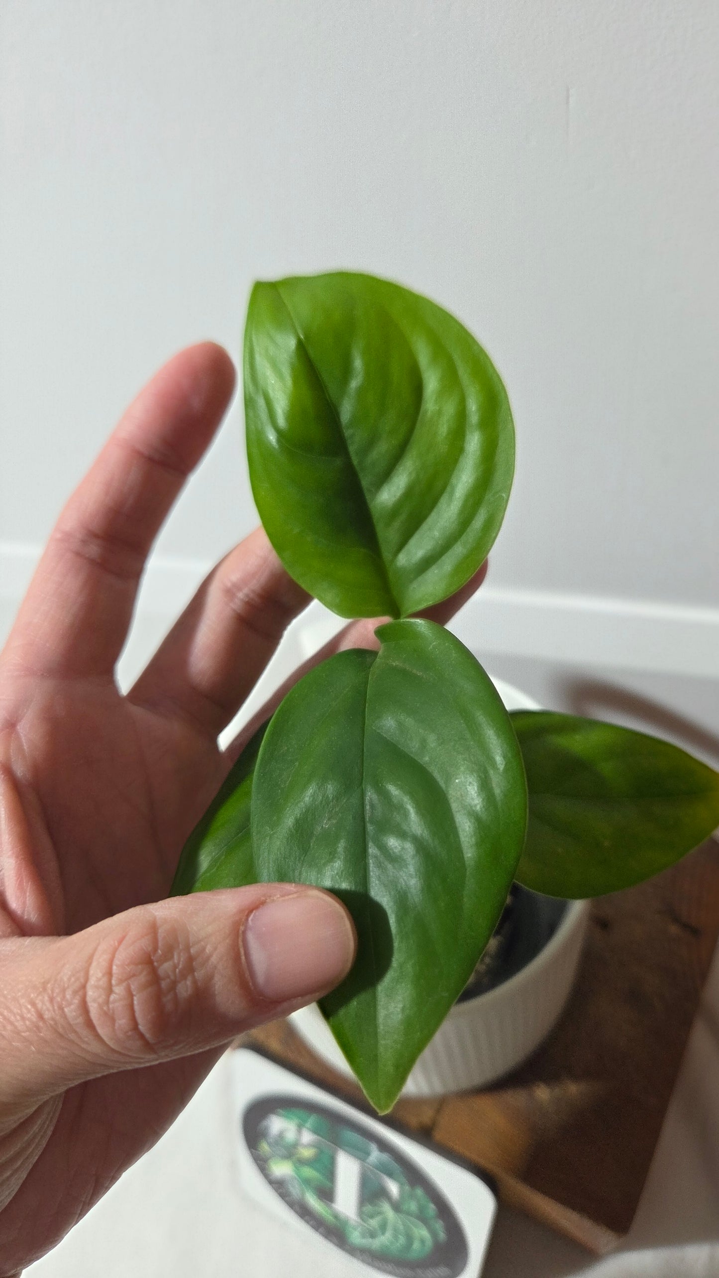 Monstera Lechleriana  (MON-529)
