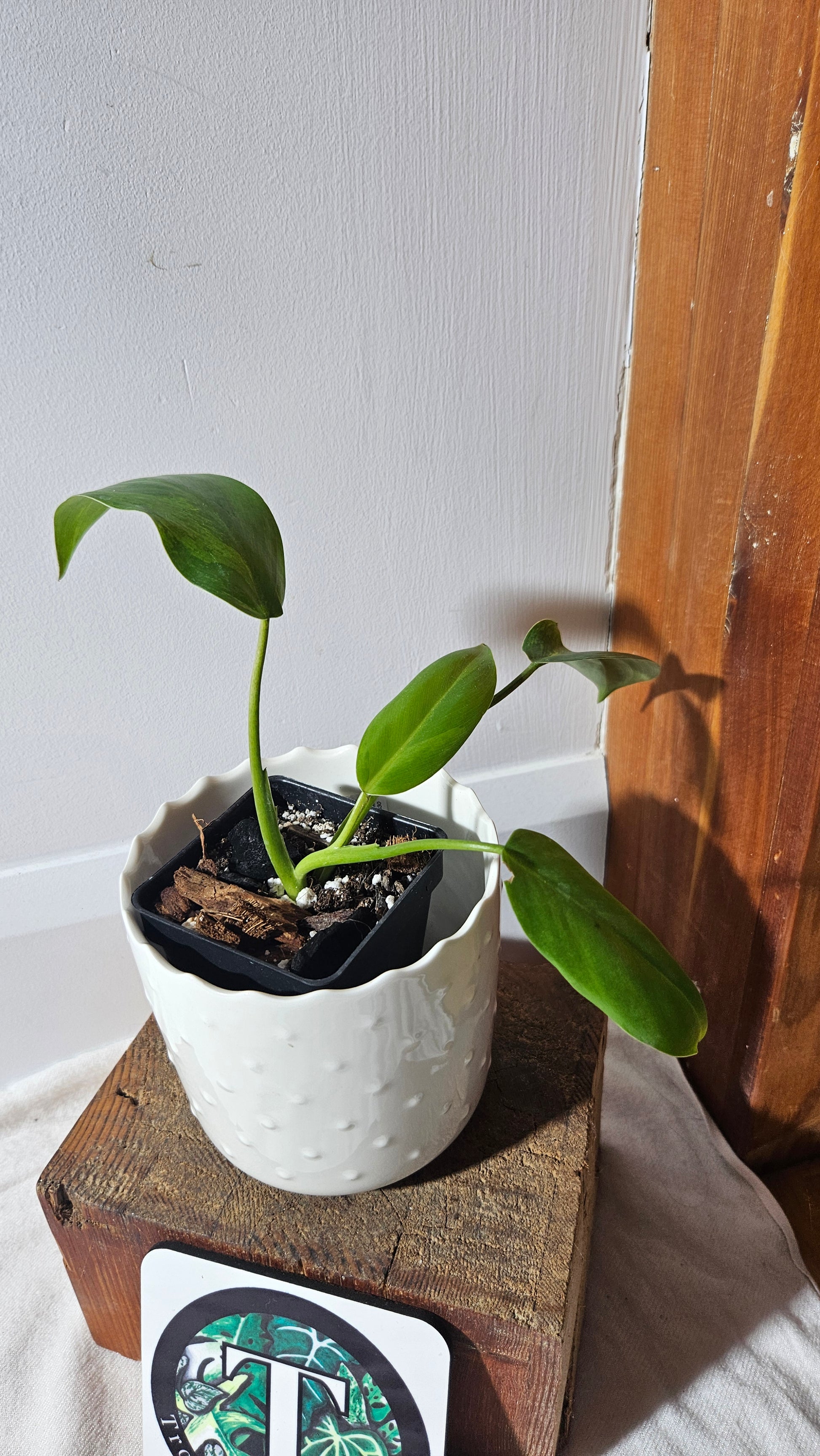 philodendron avocado shake Philodendron Avocado Shake (PHI-773)