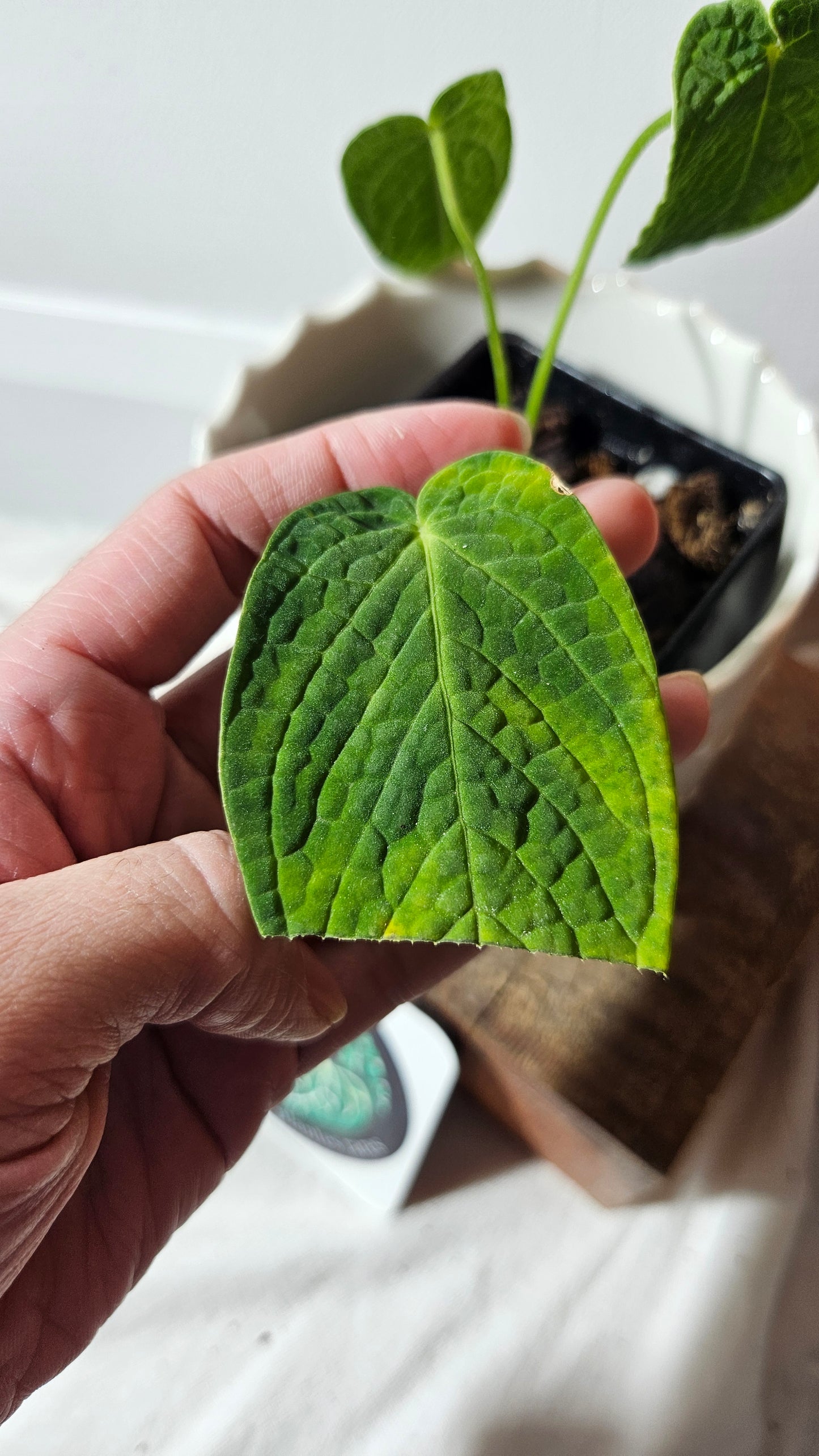 Anthurium Corrugatum Velvet "Format PETIT" (ANT-236)