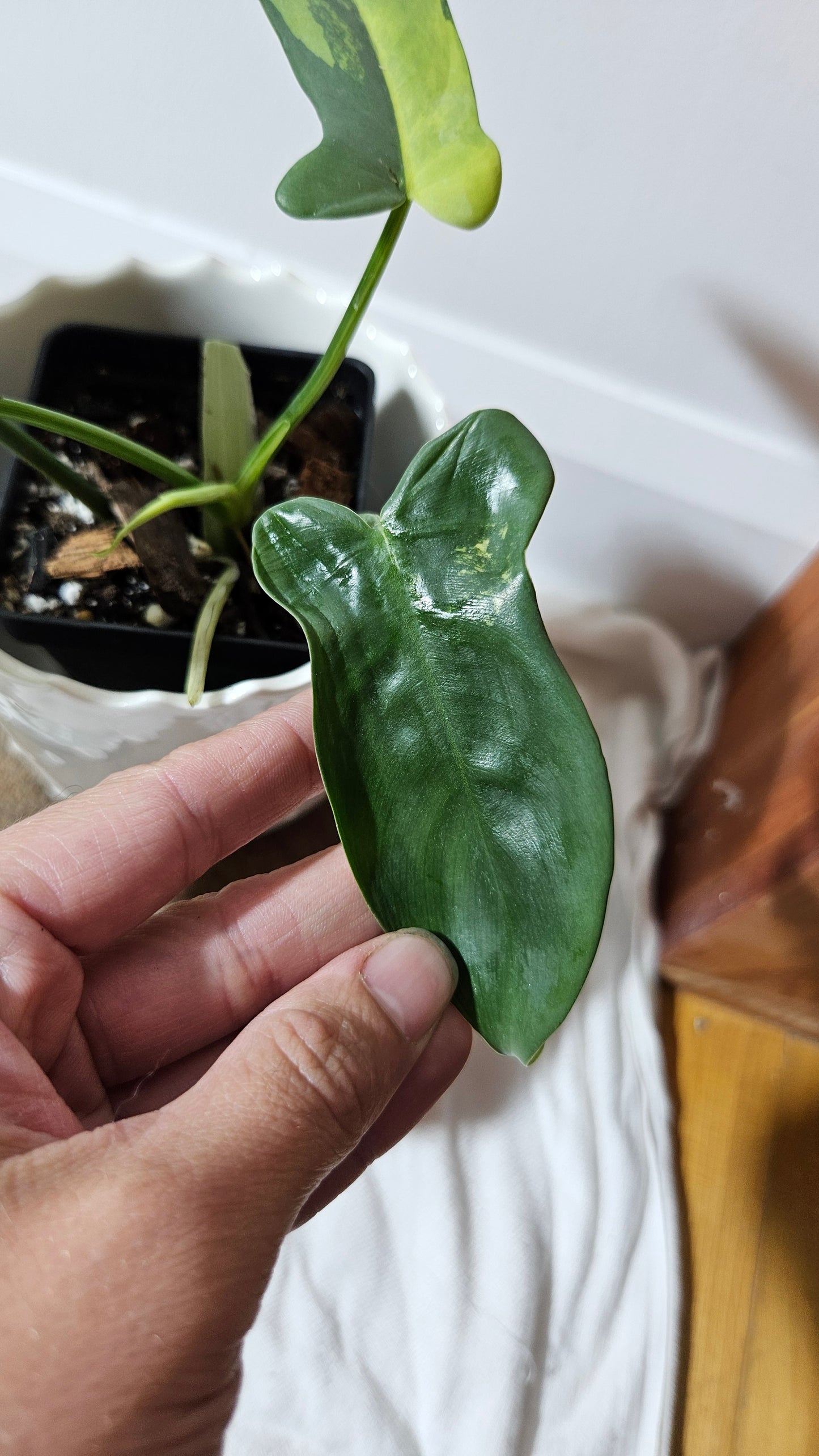 Philodendron Violin Variegata (PHI-584)