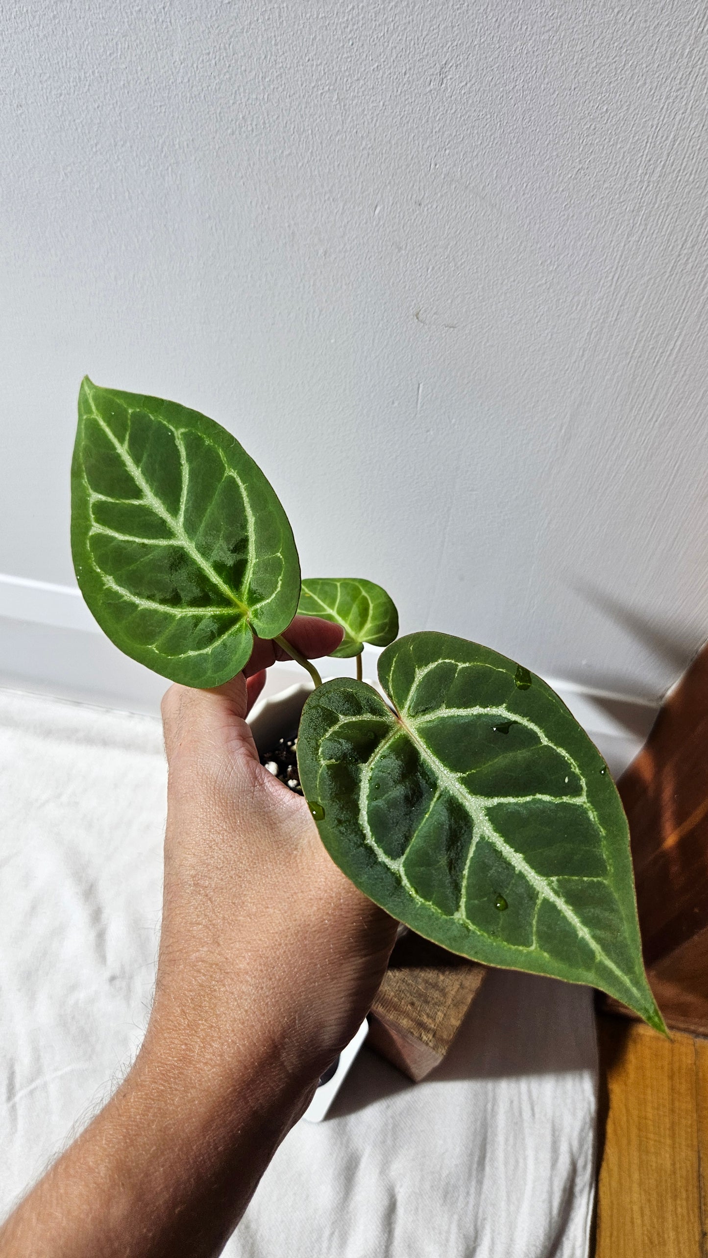 Anthurium  Crystallinum Hybrid "format MOYEN" (ANT-177)