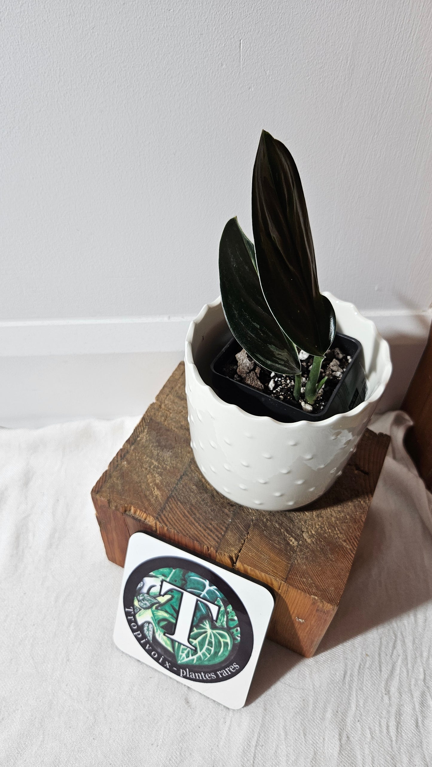 Scindapsus Treubii Dark Form silver (SCI-1012)