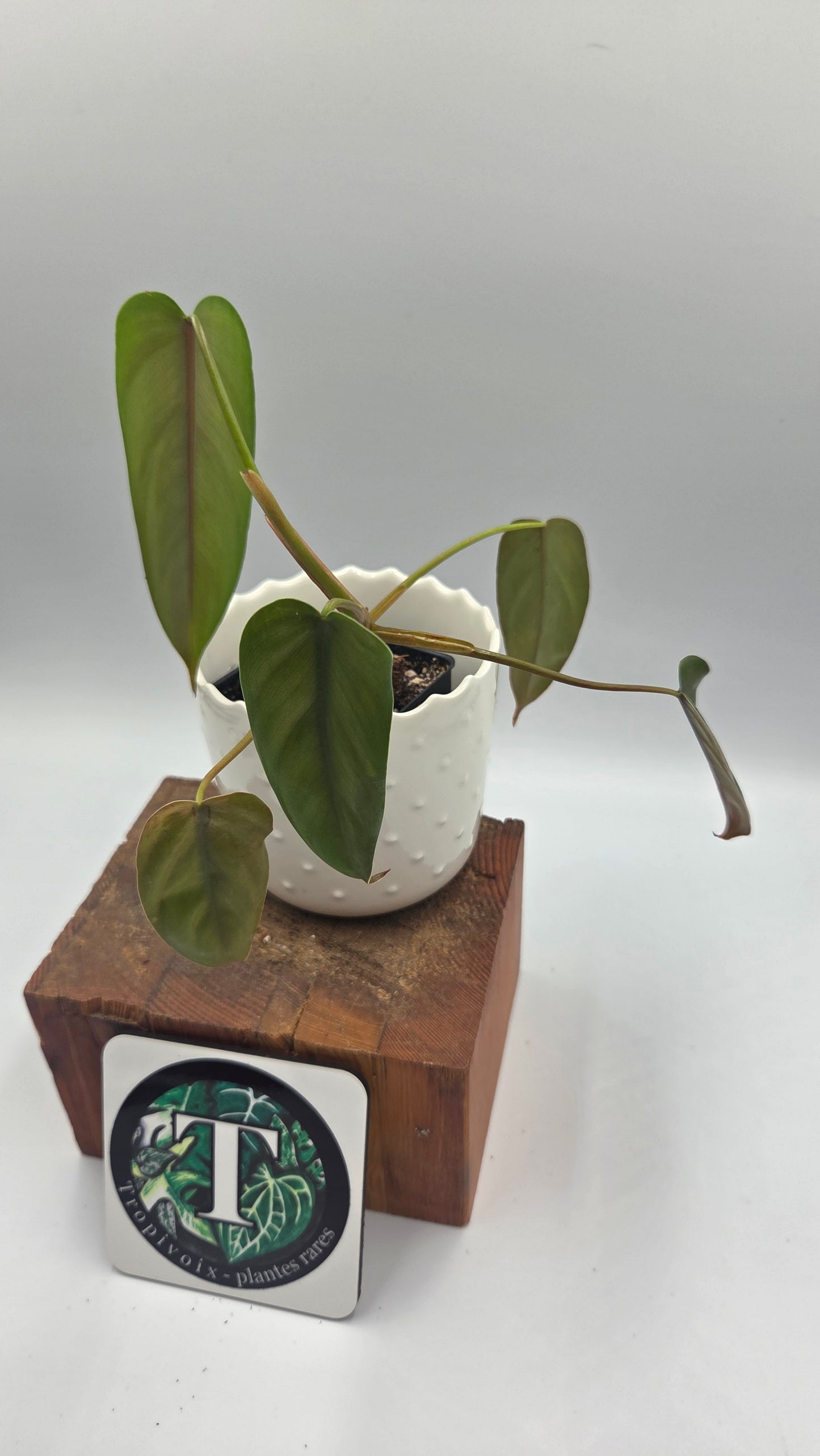 Philodendron Esmeraldense Aff (PHI-692)