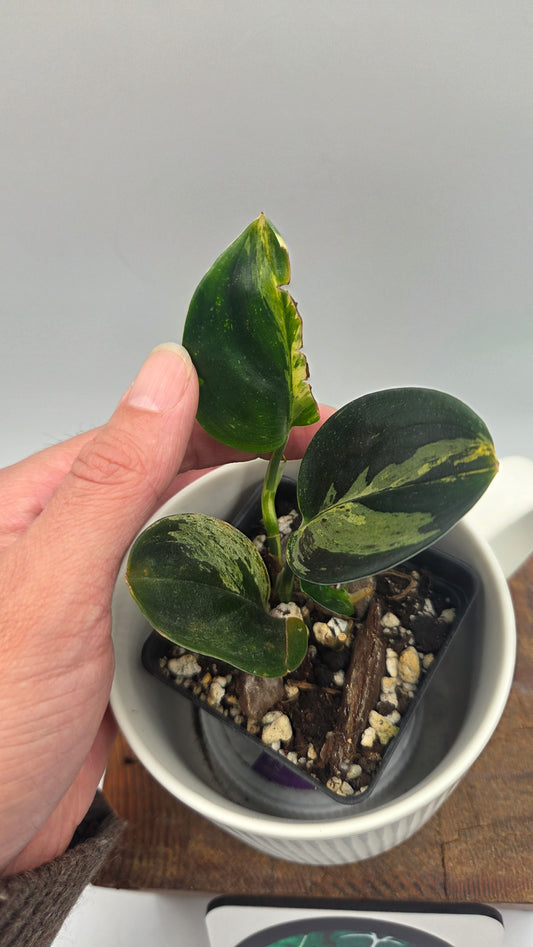 Scindapsus Treubii Dark Form aurea (SCI-1470)