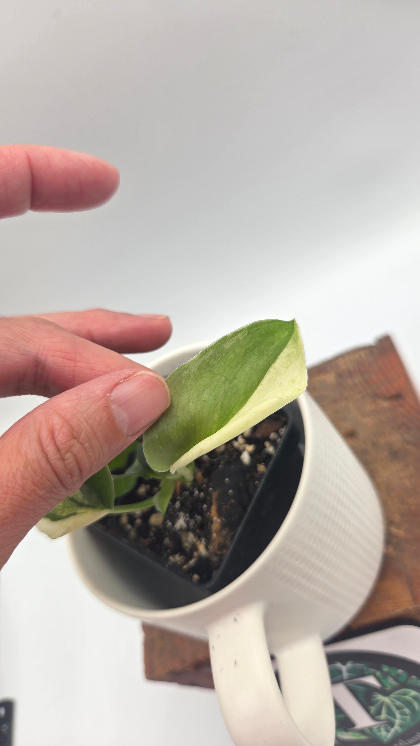 Scindapsus Silver Splash Variegata (SCI-568)