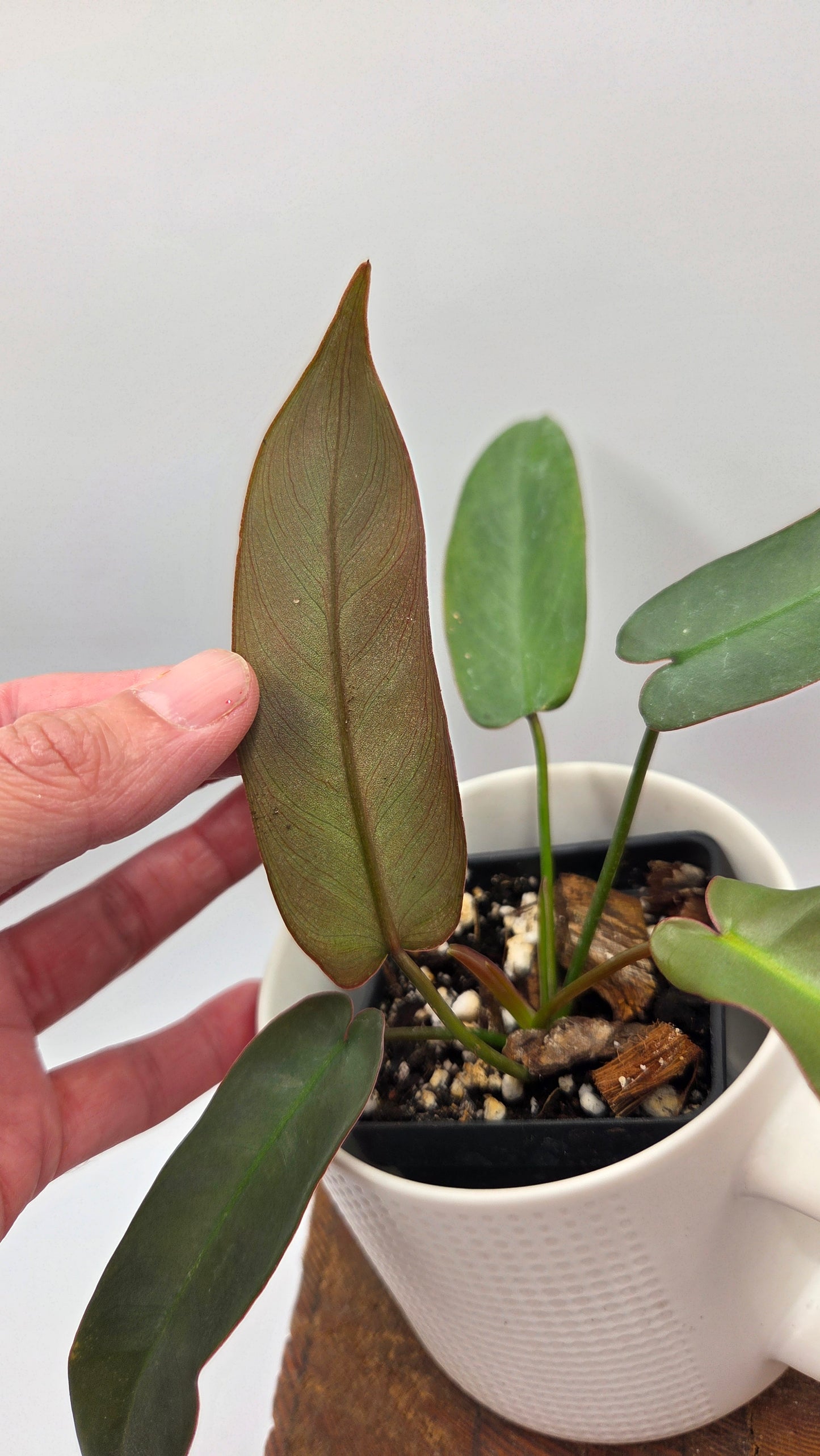 Philodendron Atabenpoense (PHI-1030)