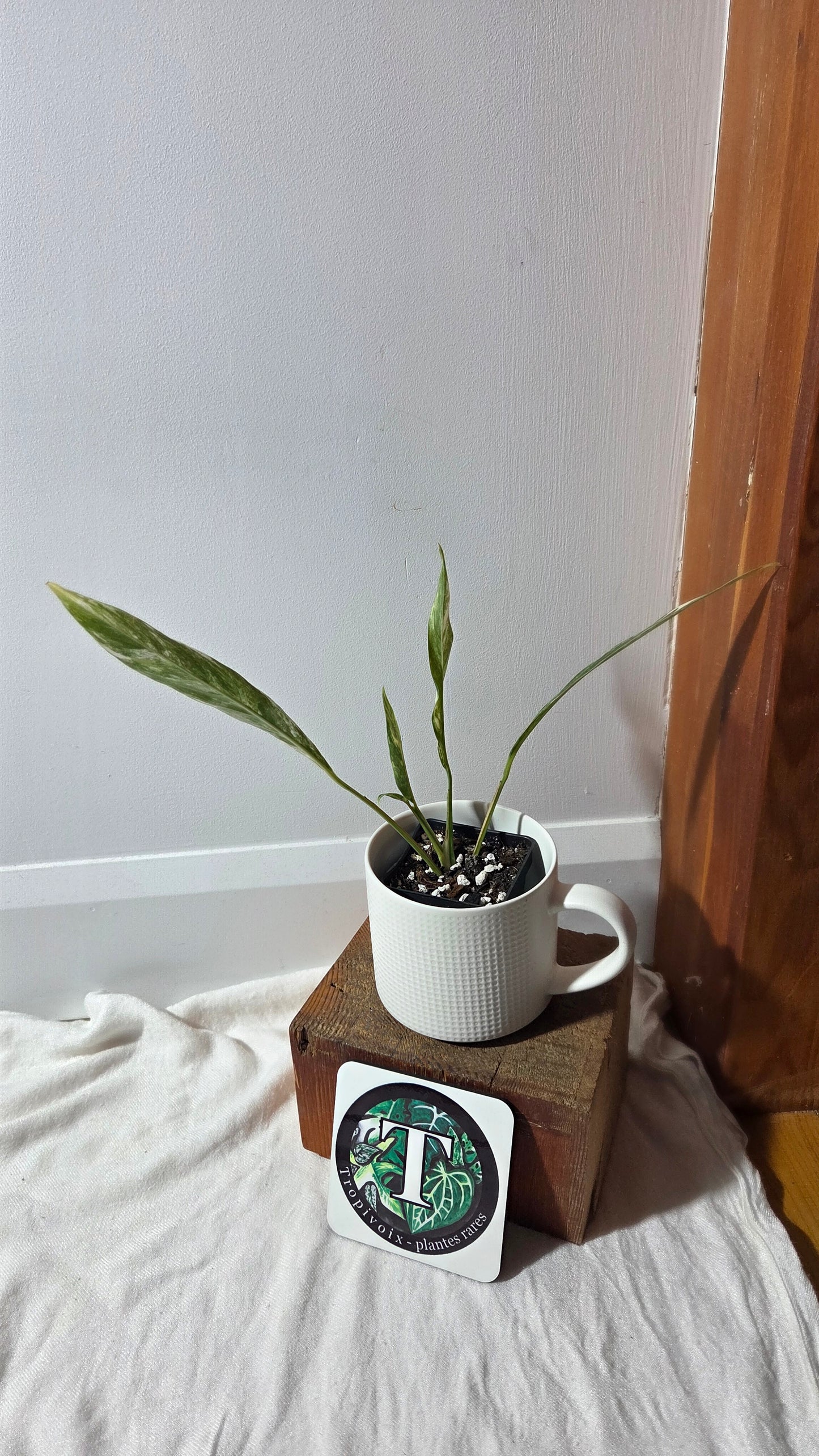 Rhaphidophora Megasperma Variegata (AUT-086)