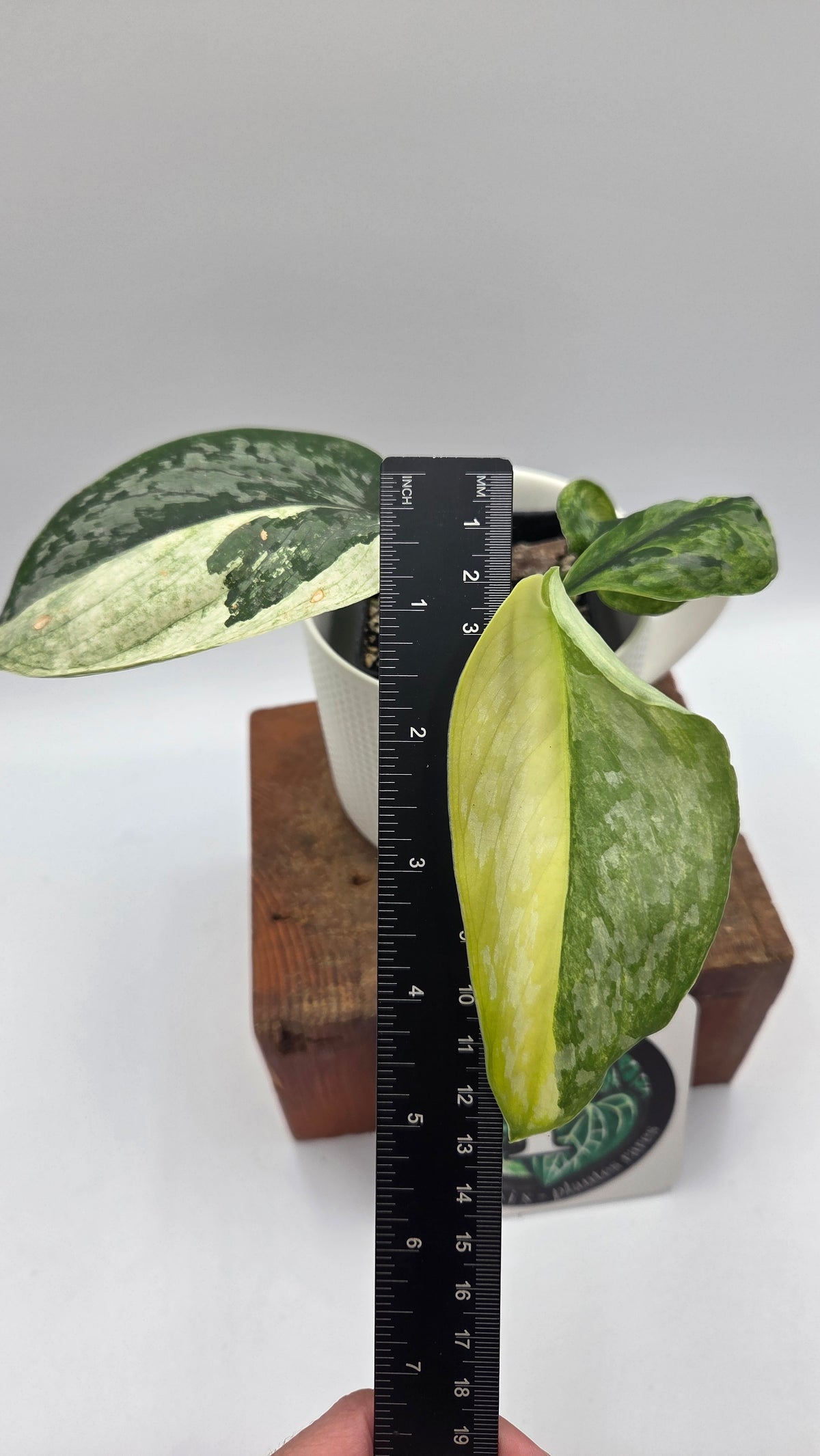 Scindapsus Kencana (SCI-1168)