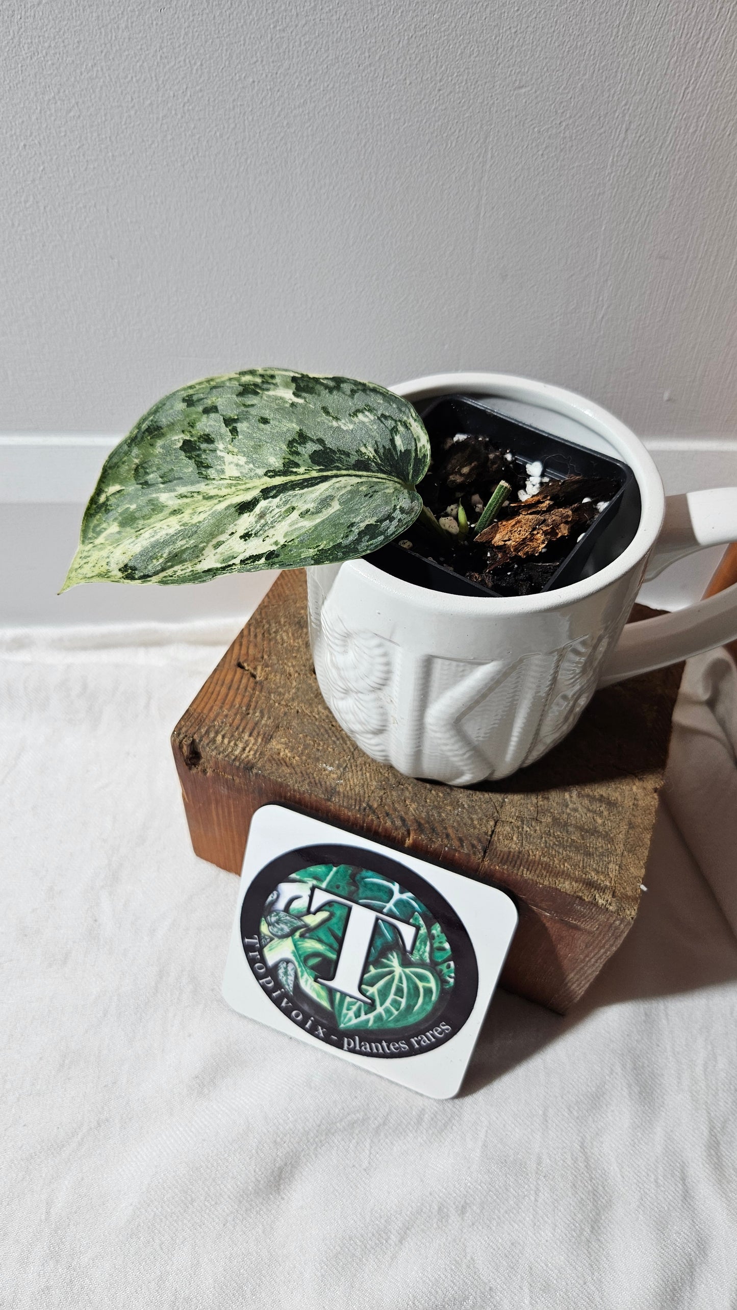 Scindapsus Peasun (SCI-1065)