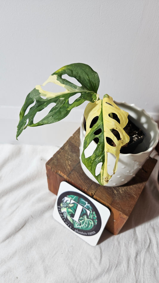 Monstera Andasonii Tricolore (MON-414)