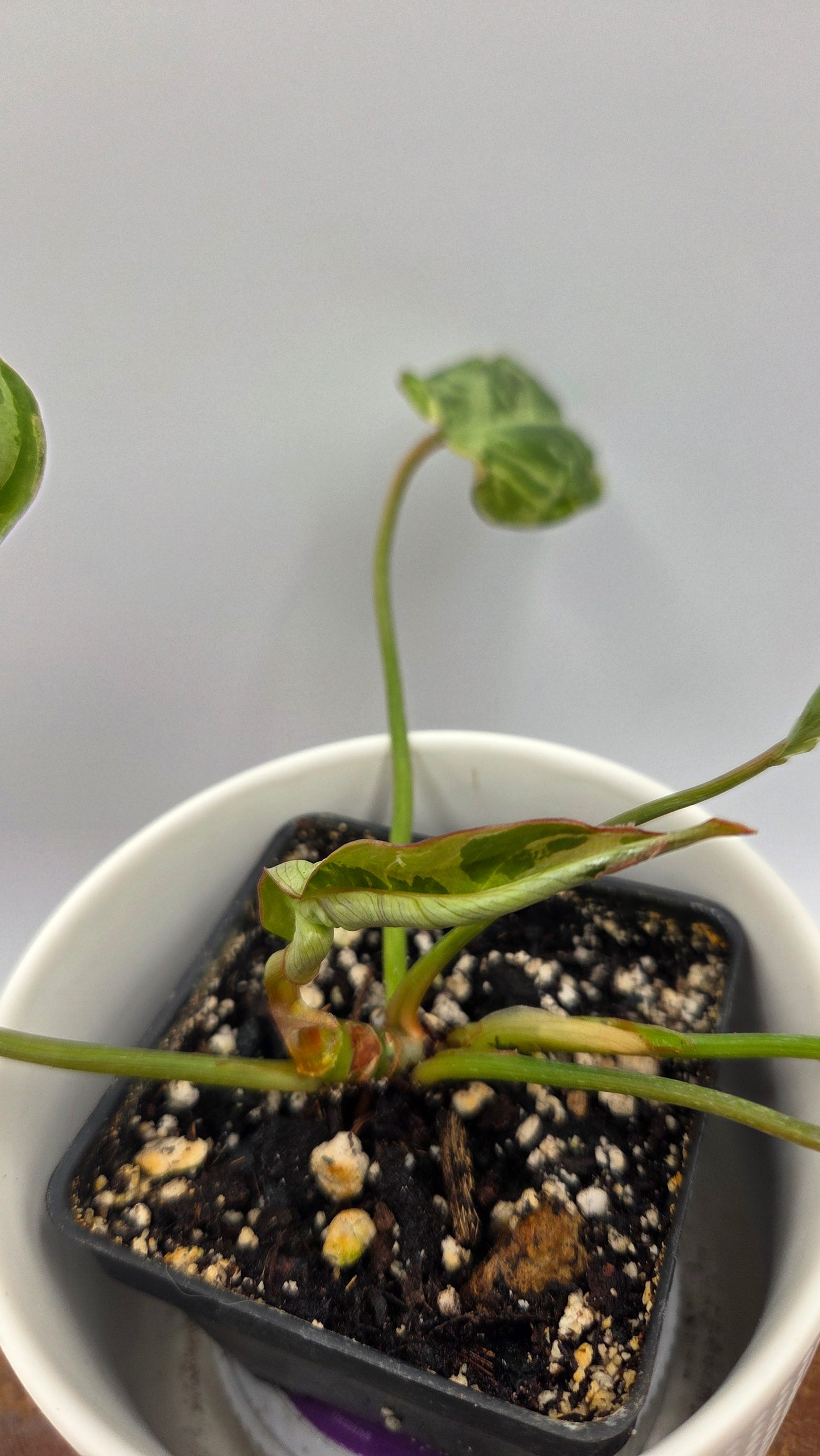 Philodendron Gloriosum "Snow leopard" (PHI-1027)