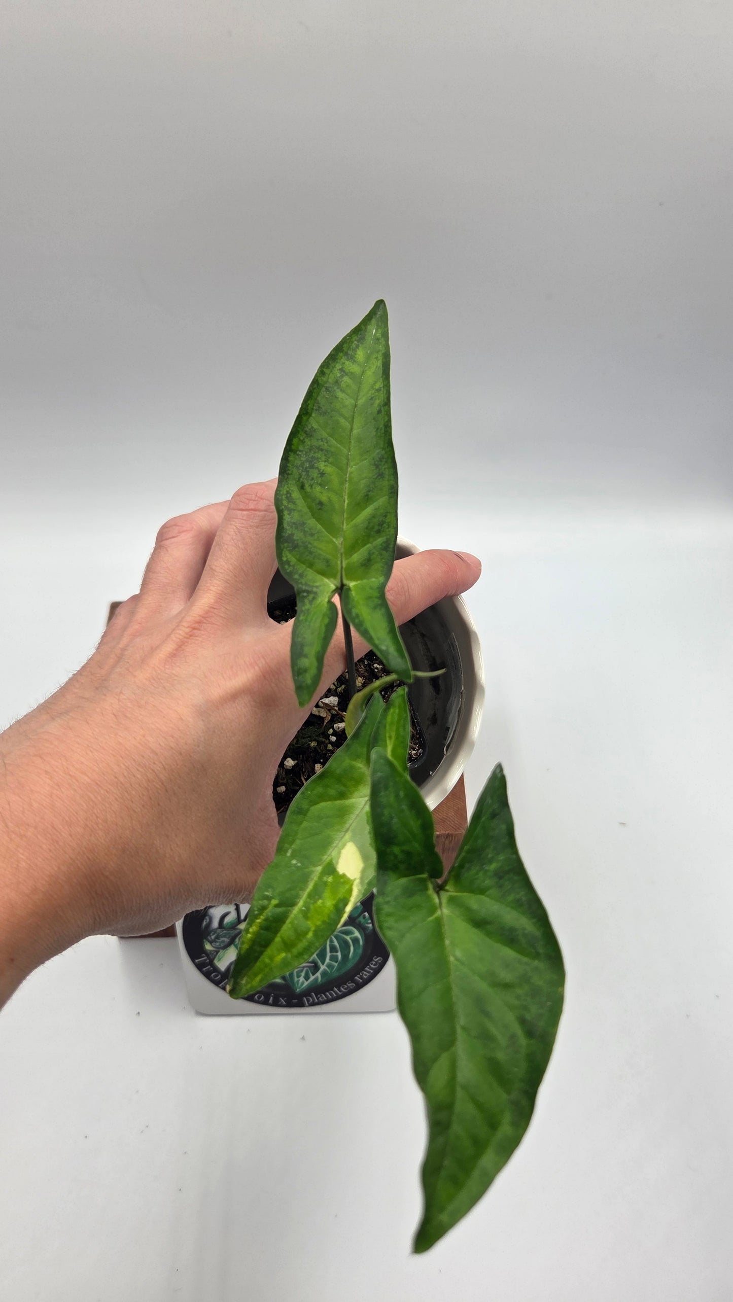 Syngonium Angustatum Albo (SYN-509)