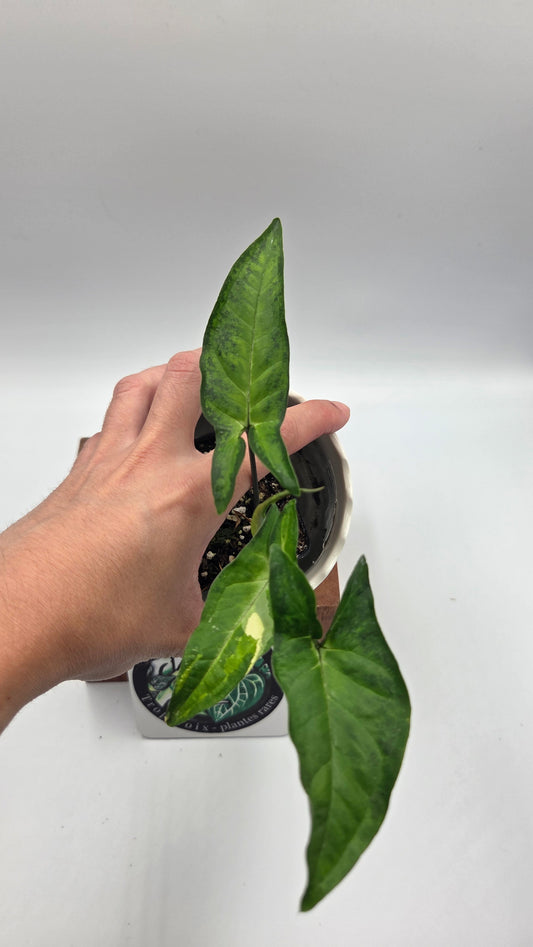 Syngonium Angustatum Albo (SYN-509)