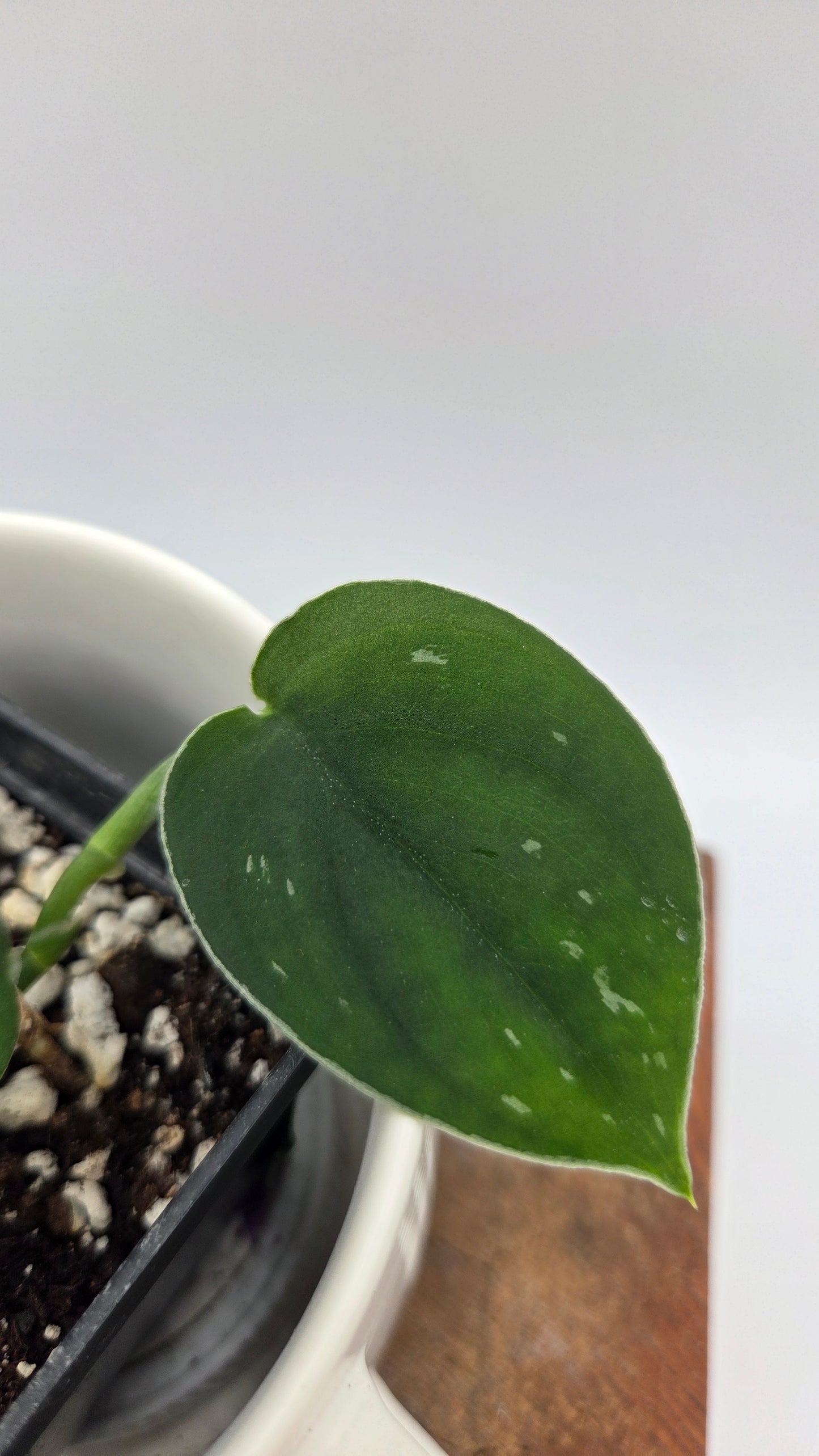 Scindapsus Black SP Bornéo (SCI-1443)