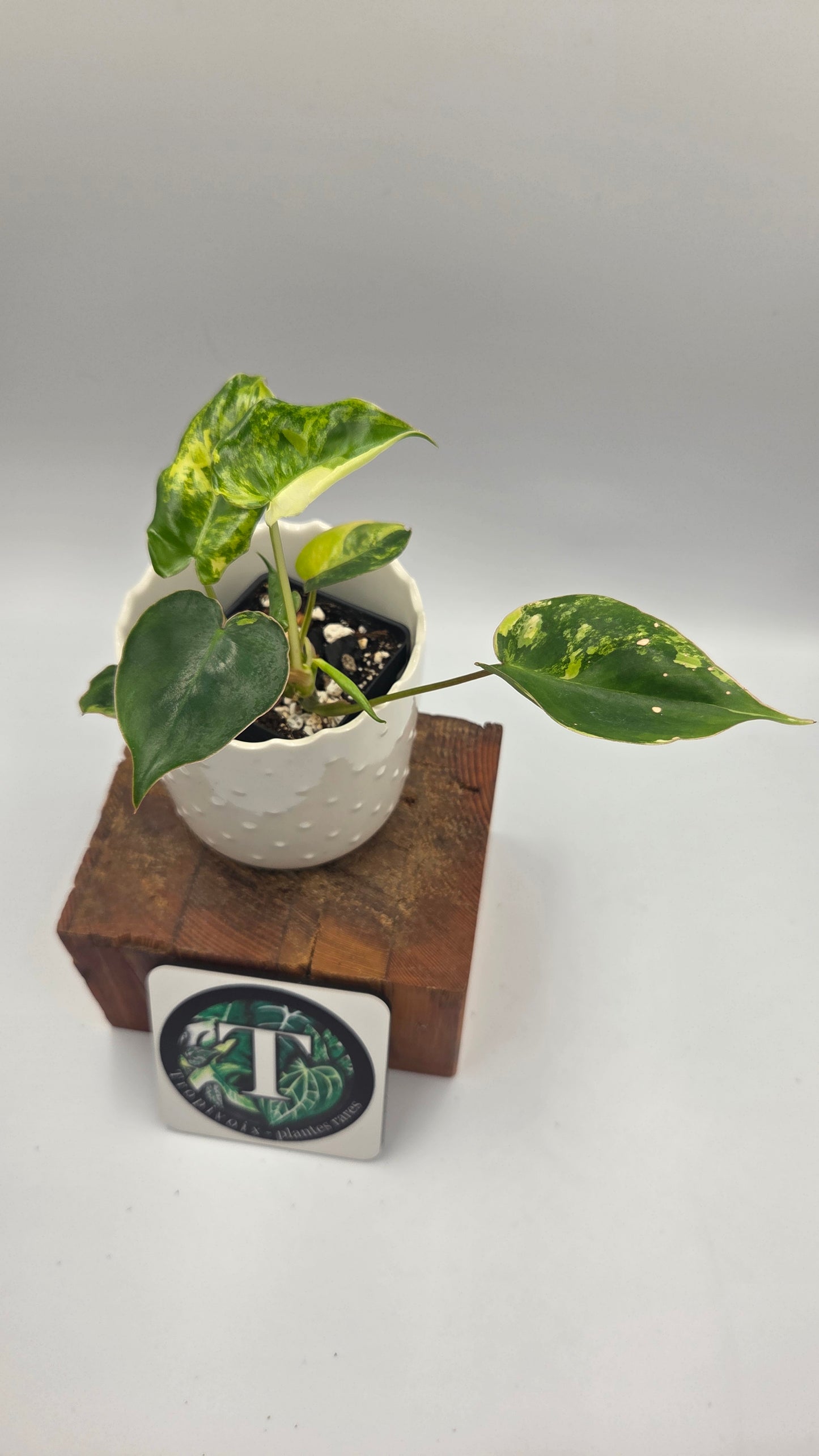 Philodendron Burlemarx Variegata (PHI-1044)