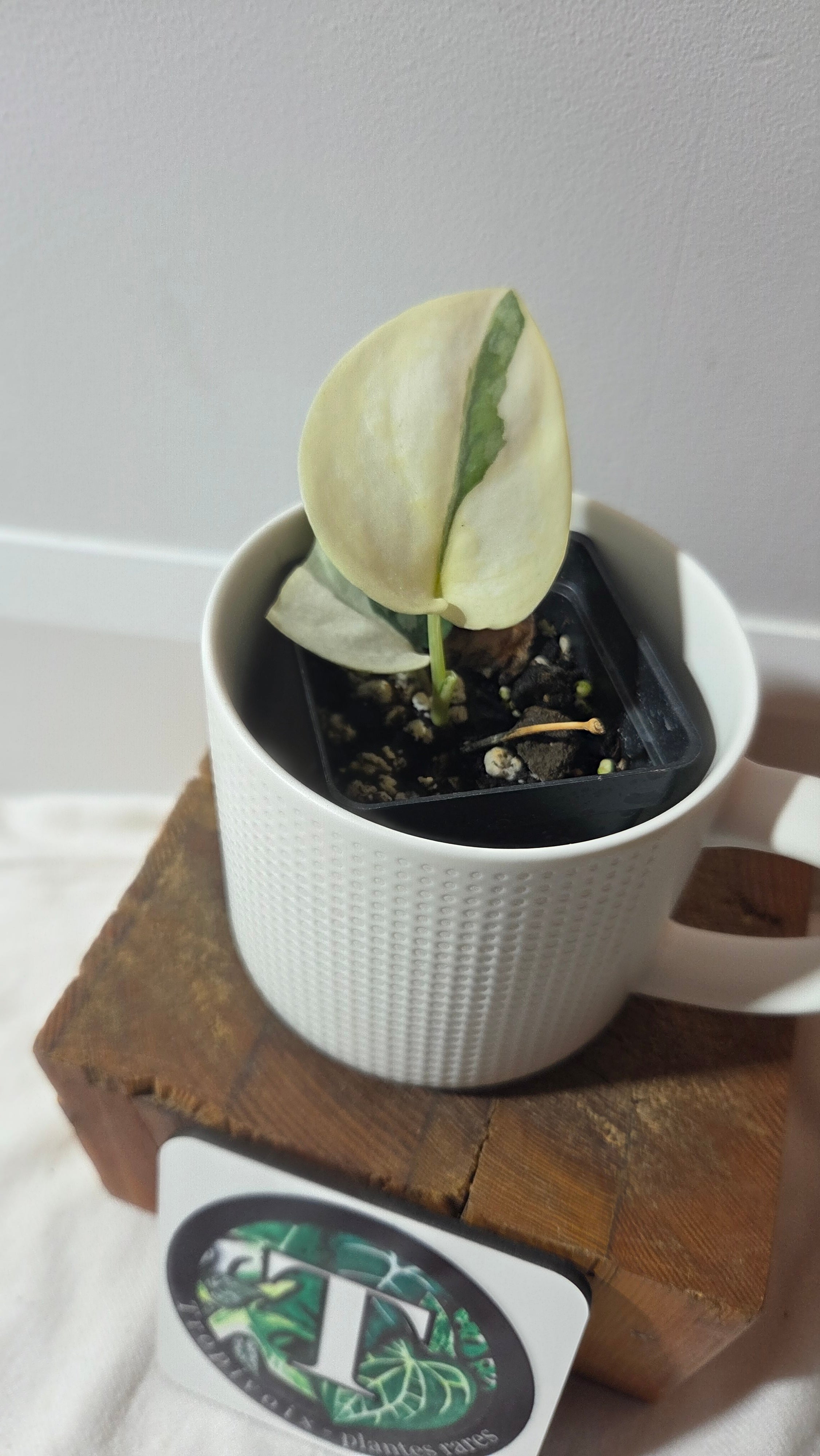 Scindapsus Simbara Mutation (SCI-1388) – Tropivoix - Plantes rares