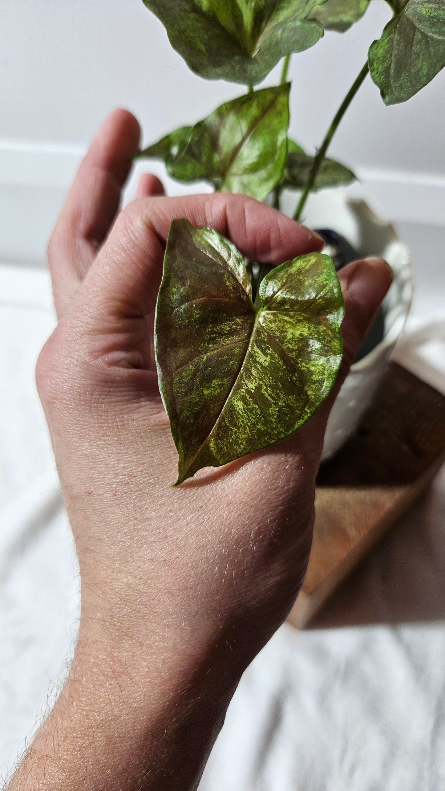 Syngonium Matcha Sprinkle (SYN-431)