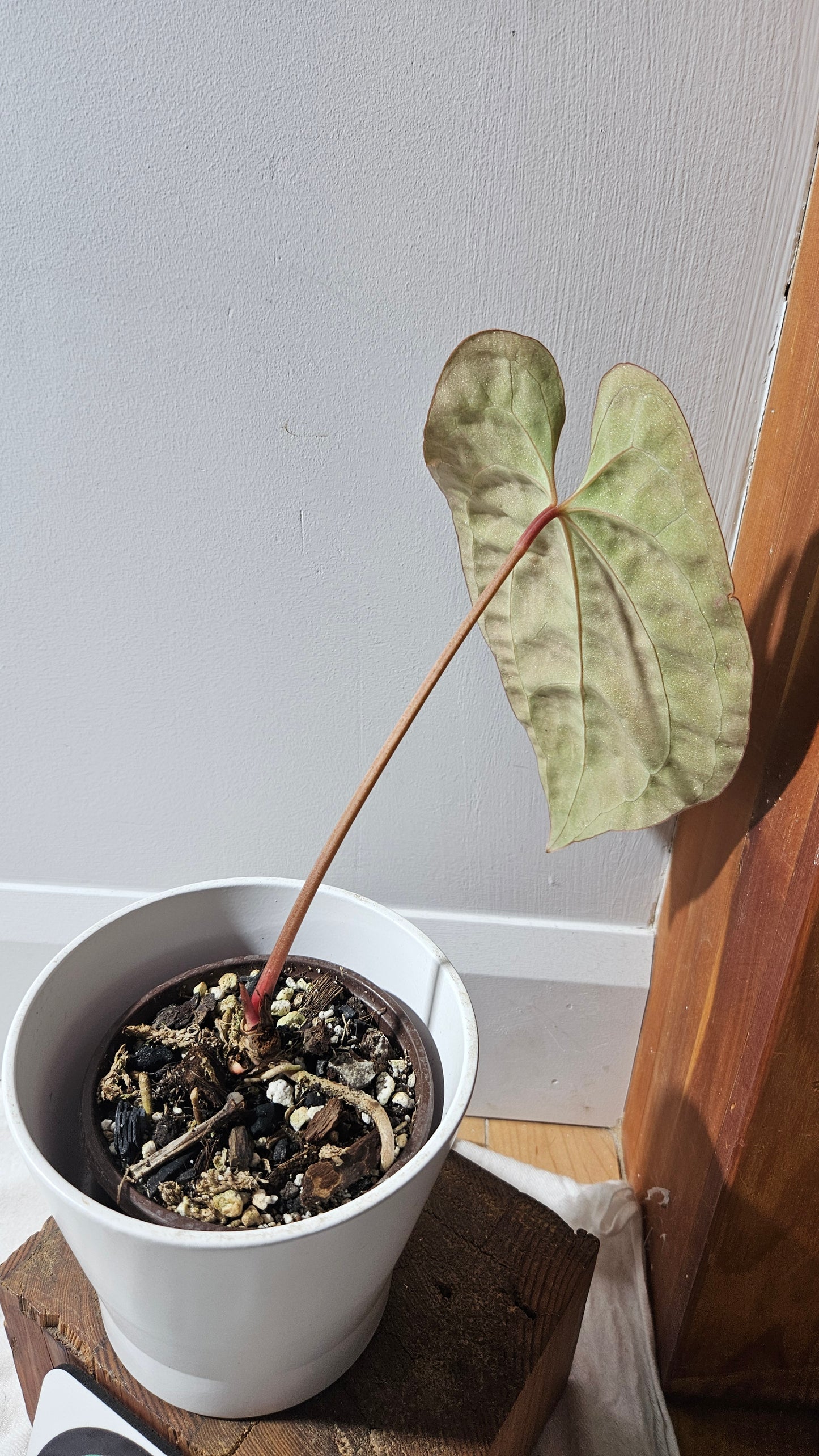 Anthurium Besseae Aff Dark "Format MOYE/LARGE" (ANT-618)