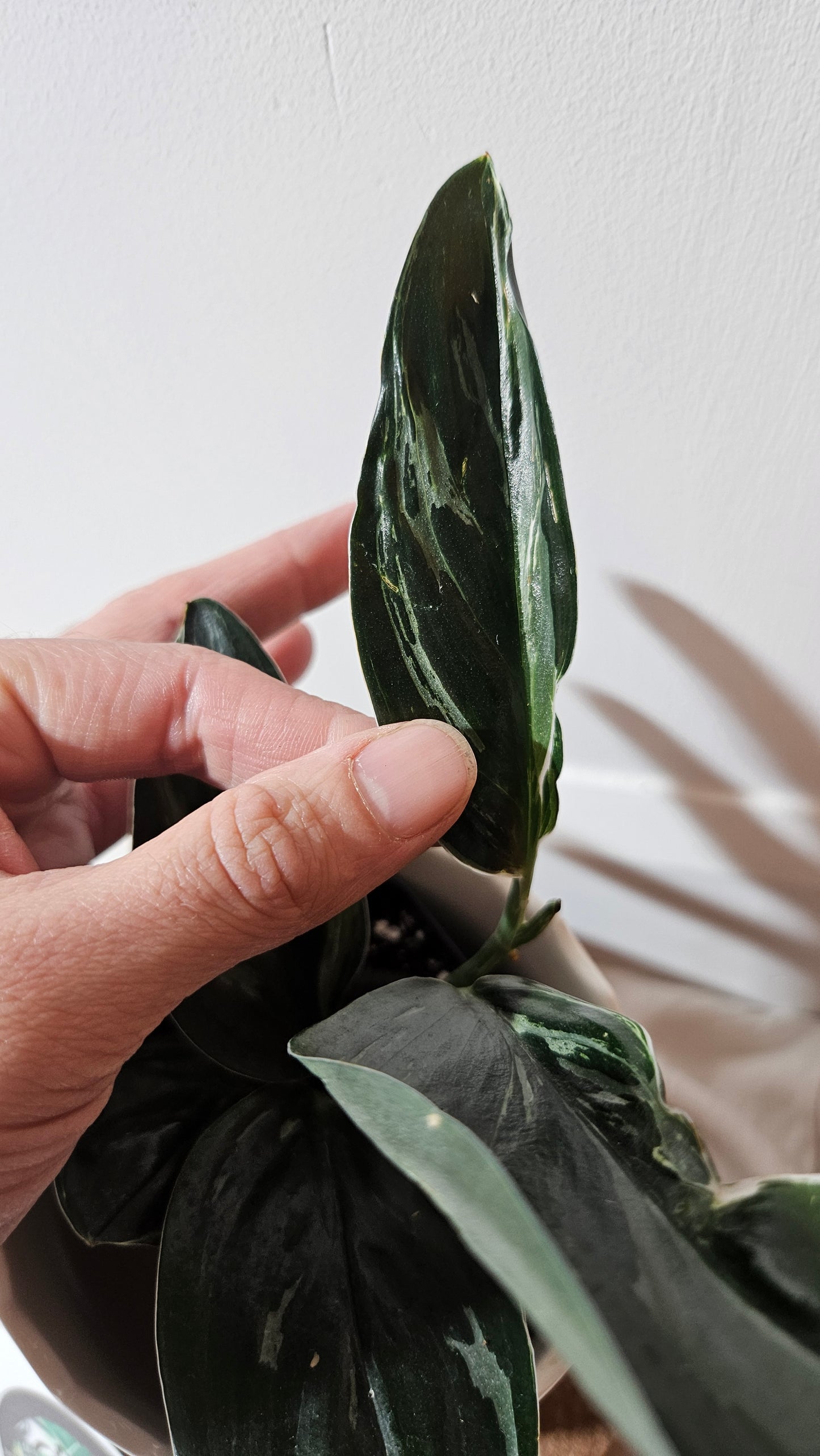 Scindapsus Treubii Dark Form silver (SCI-1015)