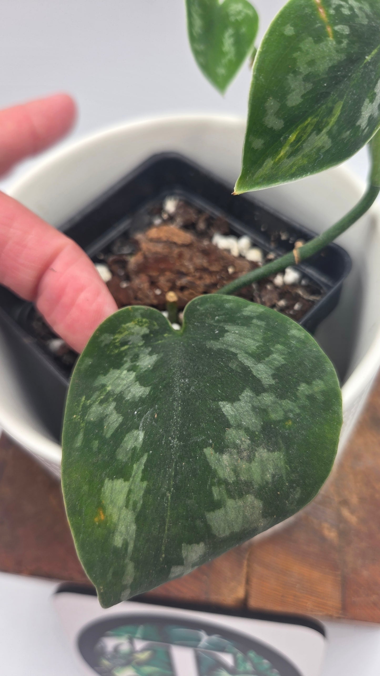 Scindapsus Green Diamond (SCI-1501)